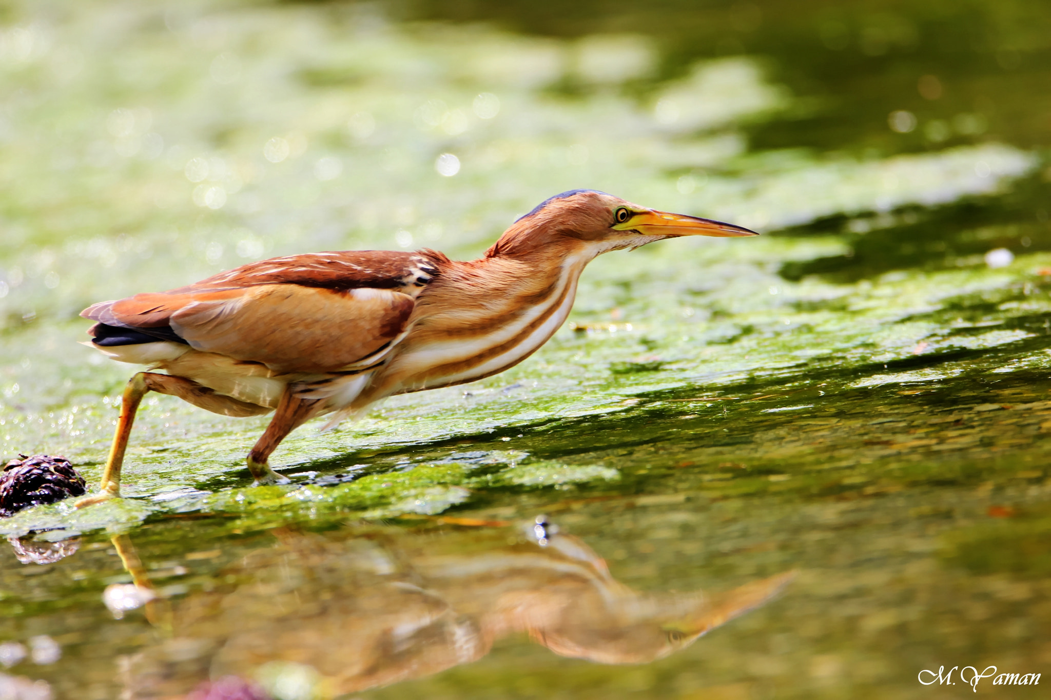 Tamron SP 150-600mm F5-6.3 Di VC USD sample photo. Küçük balaban »little bittern photography