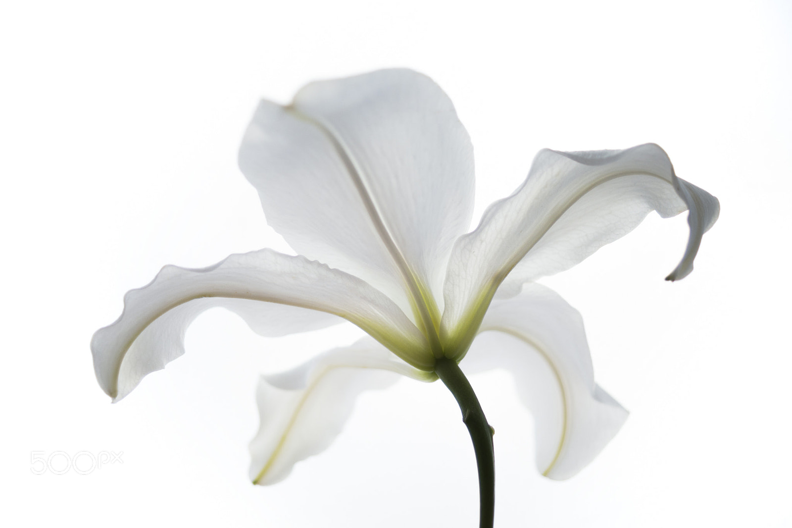 Sony DT 30mm F2.8 Macro SAM sample photo. Lily photography