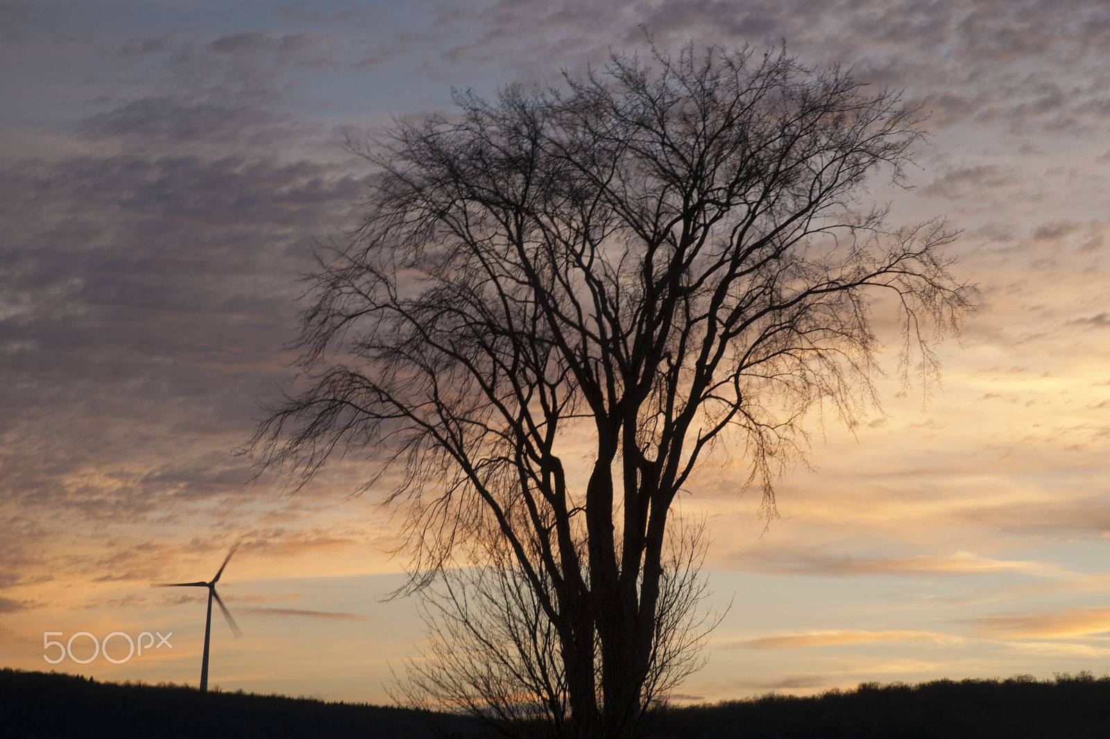 Sony Alpha DSLR-A900 sample photo. Sunset behind a tree photography