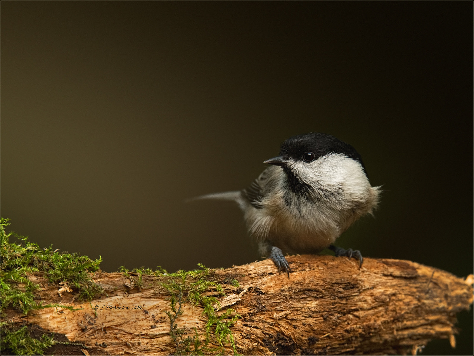 Nikon D4 sample photo. Willow tit photography