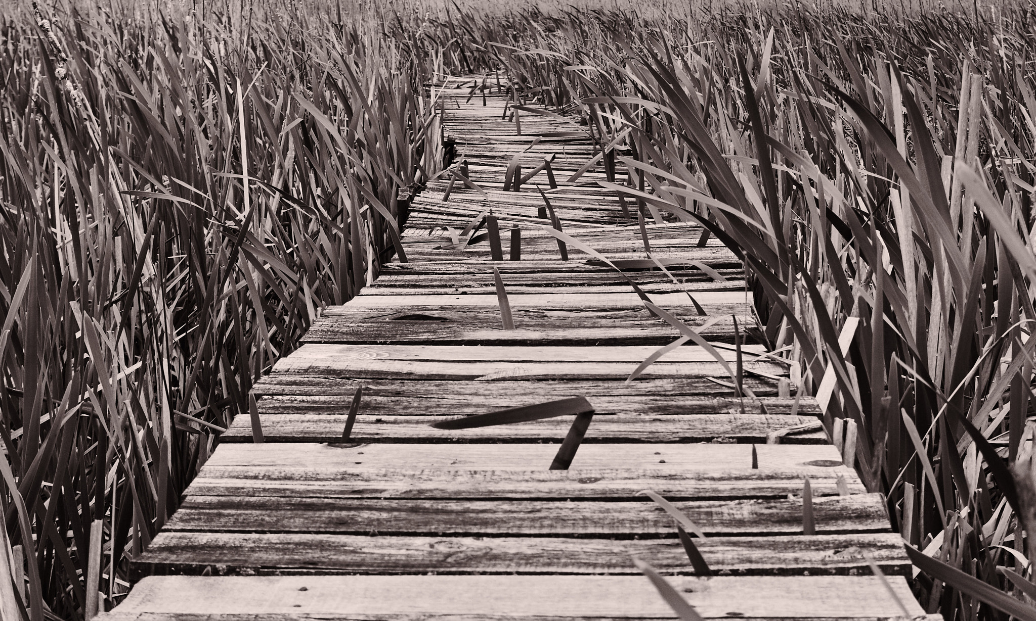 Canon EOS 60D sample photo. Pathway photography