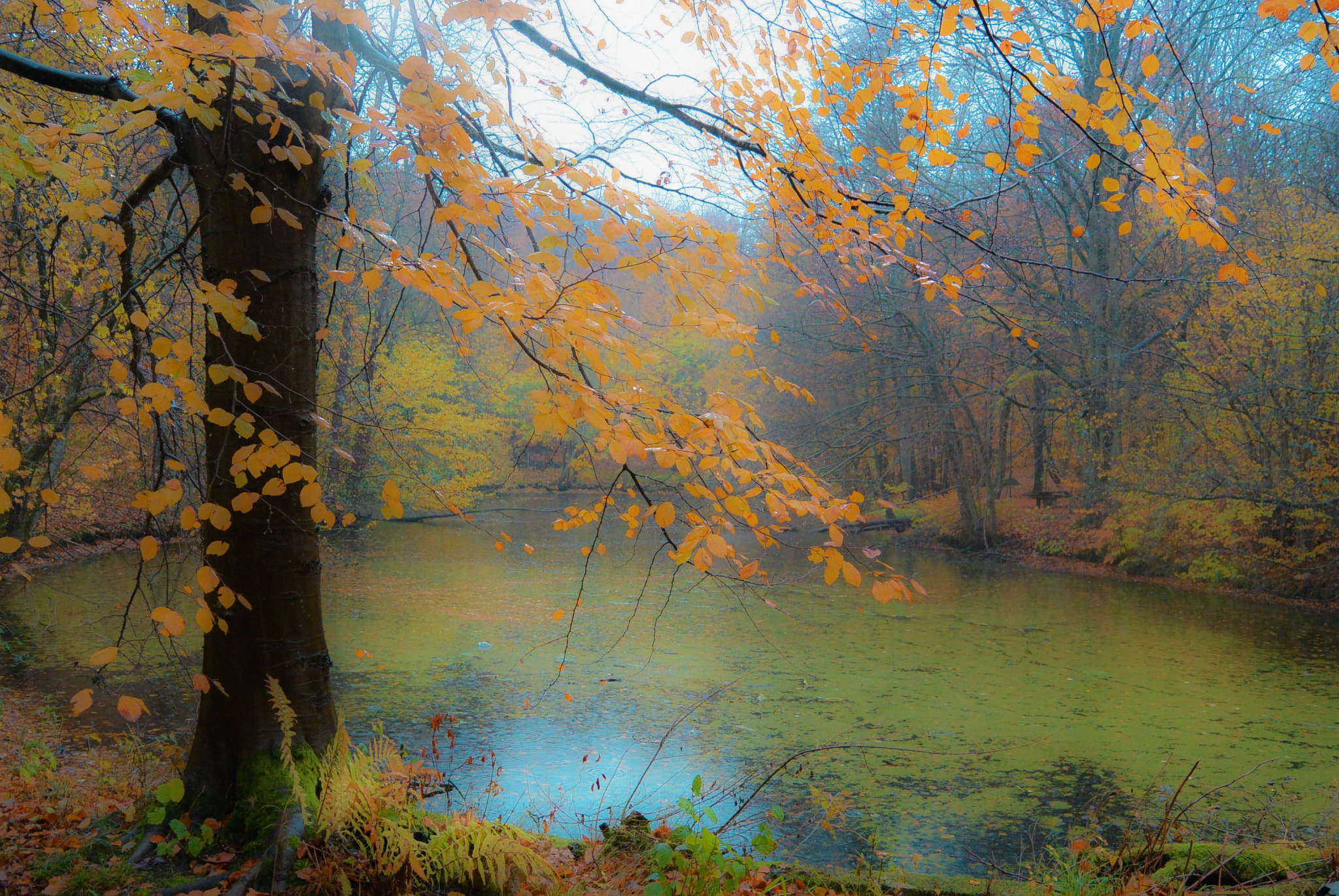 Nikon 1 S1 sample photo. Colors of autumn photography