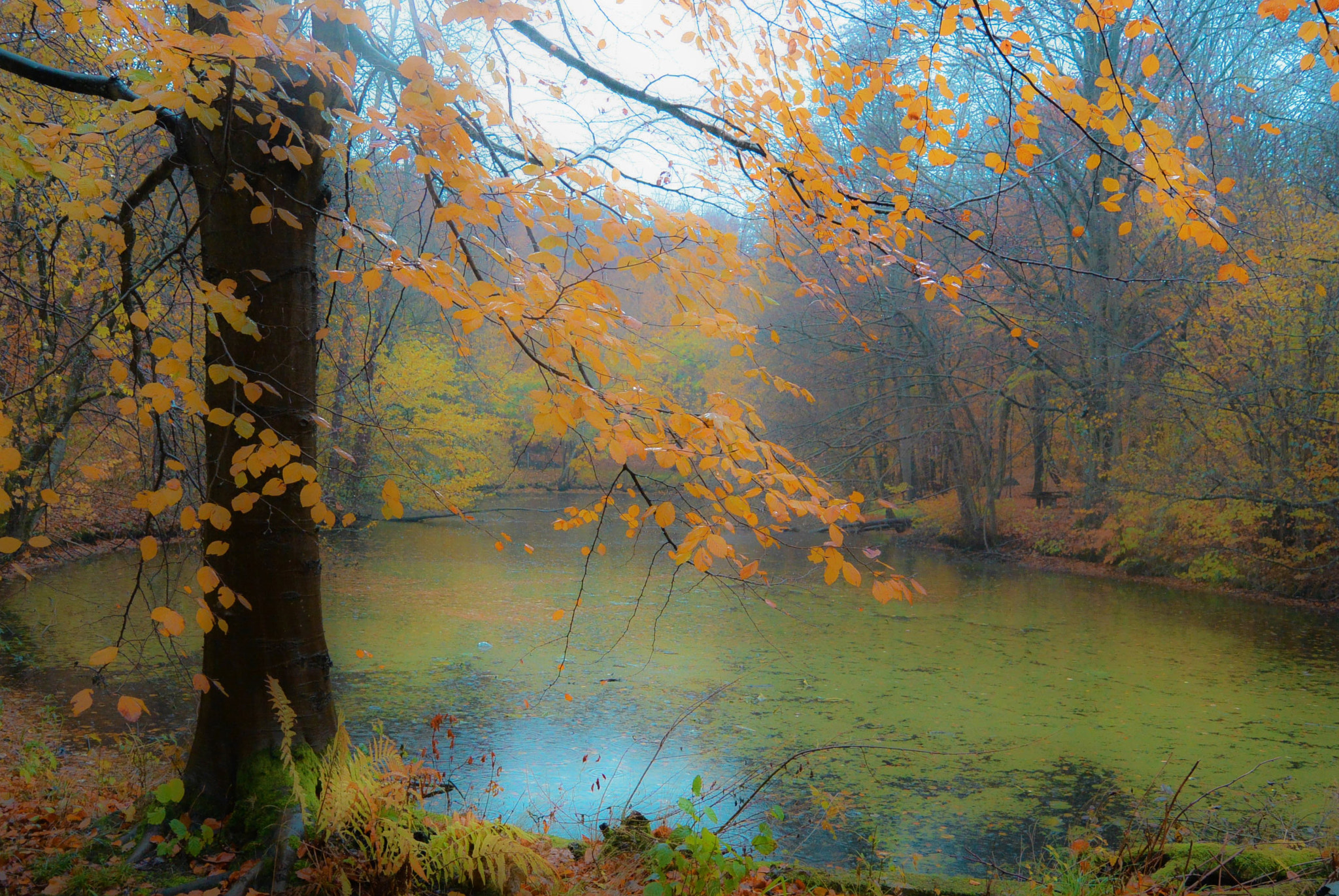 Nikon 1 Nikkor 11-27.5mm F3.5-5.6 sample photo. Colors of autumn photography