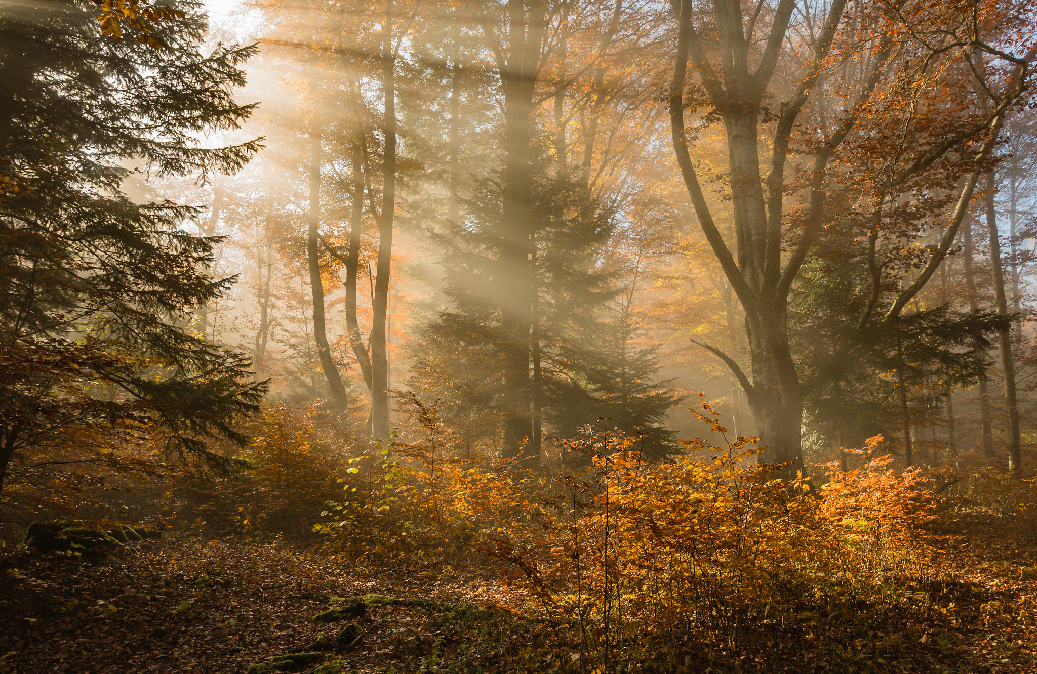 Nikon D500 + Sigma 18-35mm F1.8 DC HSM Art sample photo. Autumn photography