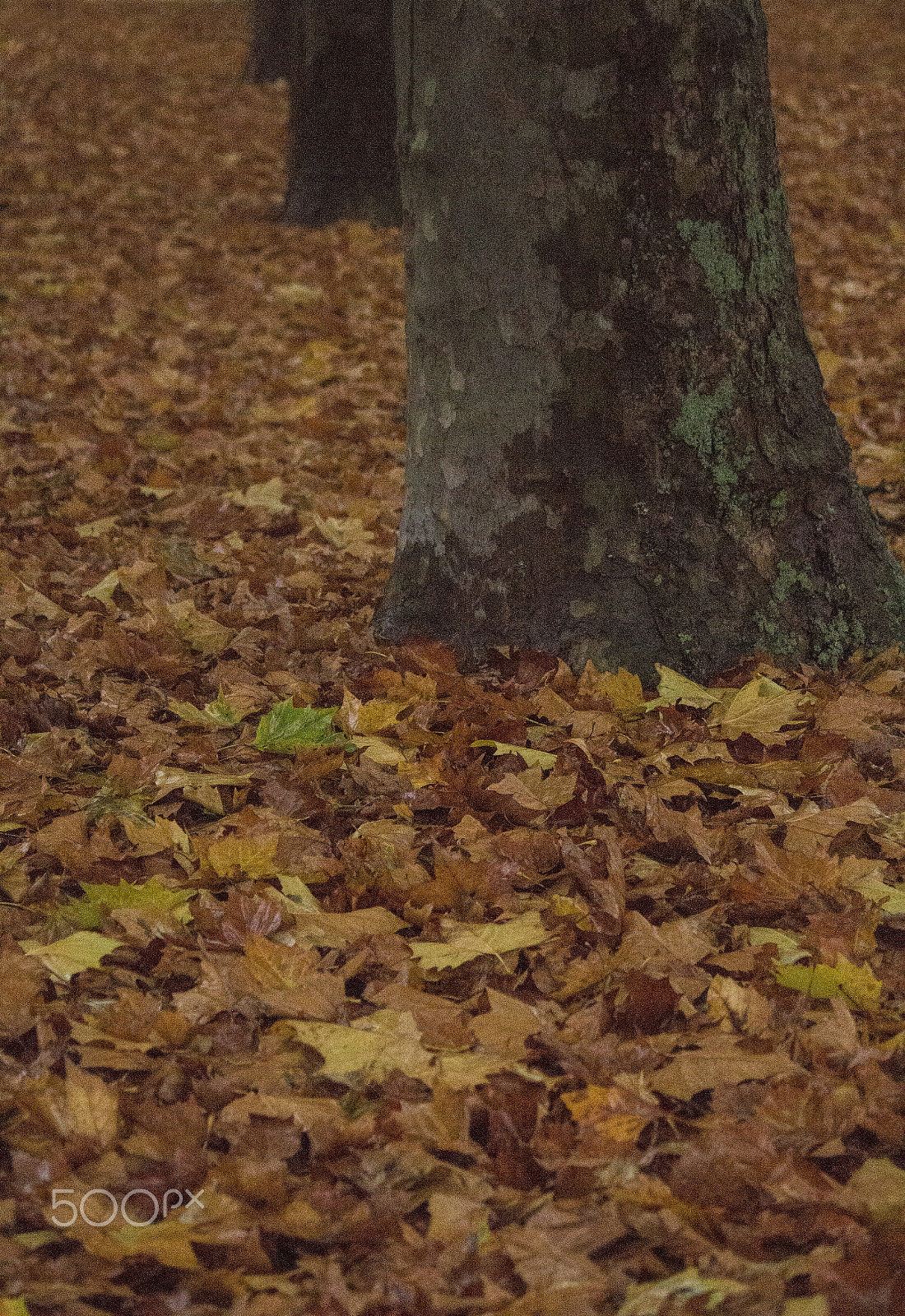 Canon EF-S 55-250mm F4-5.6 IS sample photo. Leave photography