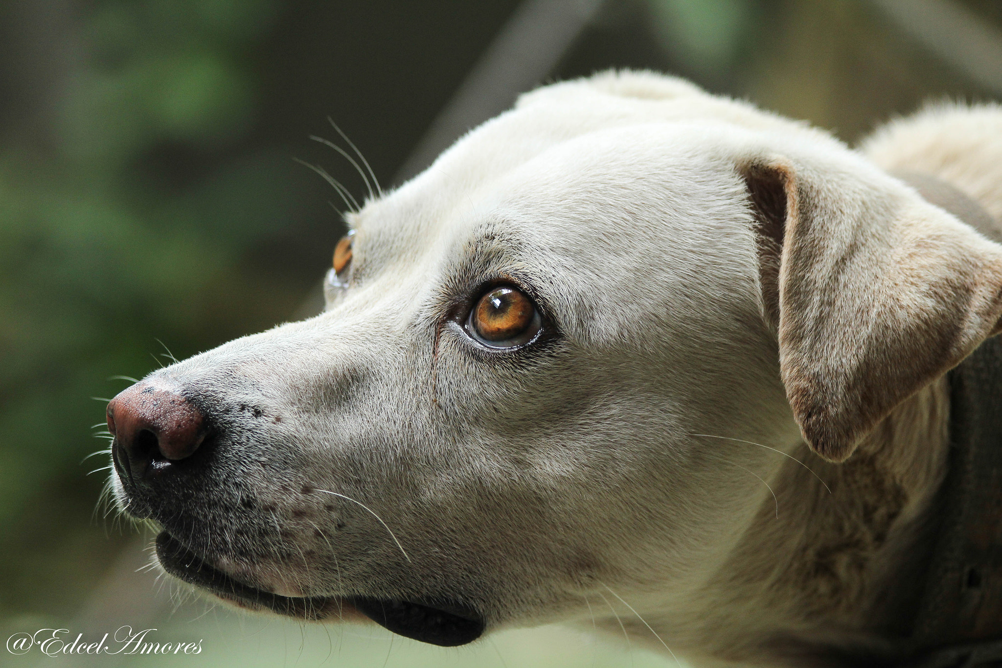 Canon EF 70-300mm F4-5.6 IS USM sample photo. Dog photography