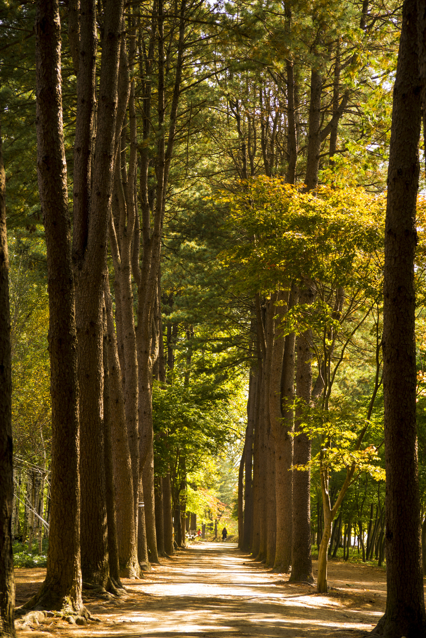 AF Zoom-Nikkor 35-105mm f/3.5-4.5D sample photo. Nami island photography