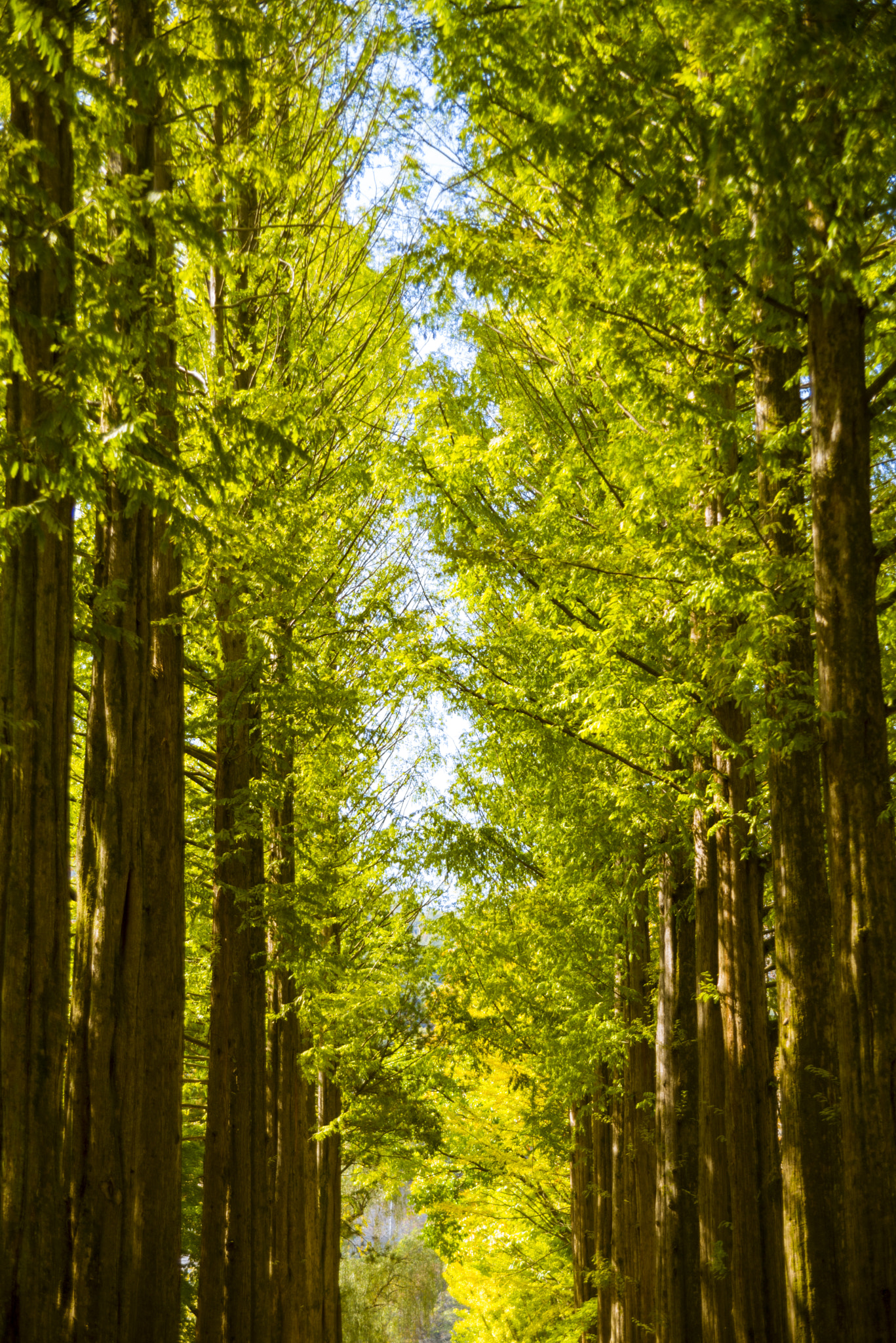 AF Zoom-Nikkor 35-105mm f/3.5-4.5D sample photo. Nami island photography