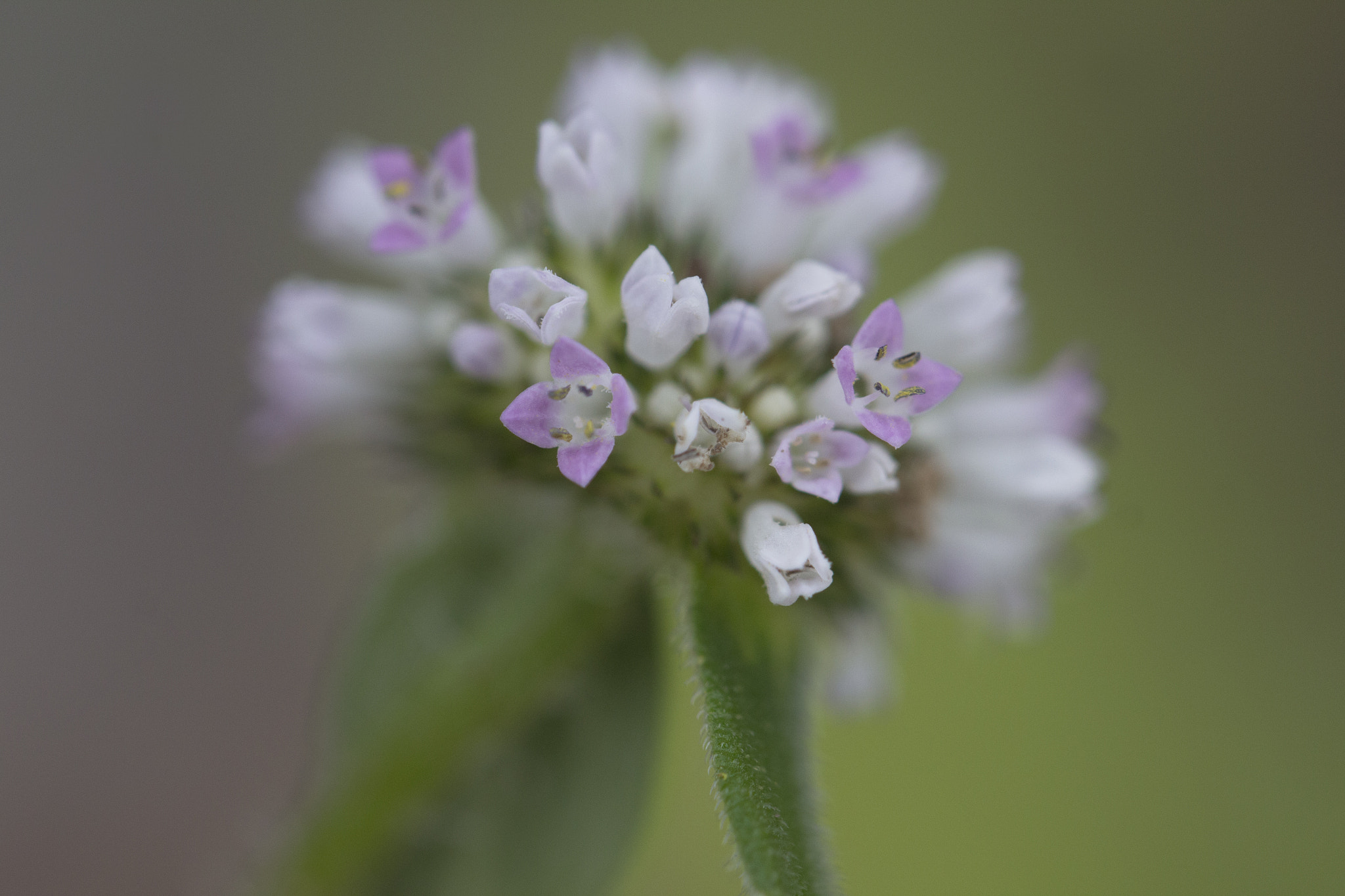 Canon EF 100mm F2.8L Macro IS USM sample photo. Flor de mato photography