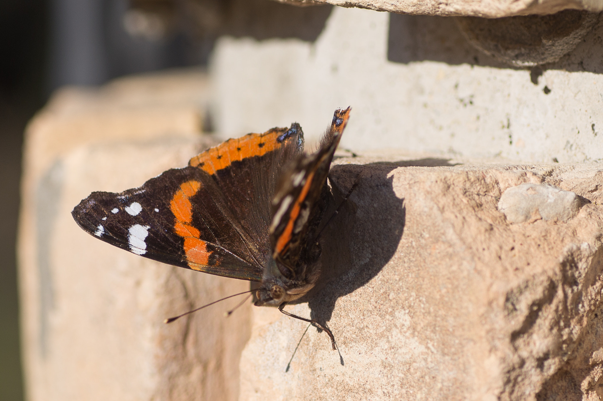 Canon EOS 6D + Tamron SP AF 90mm F2.8 Di Macro sample photo. Same butterfly photography