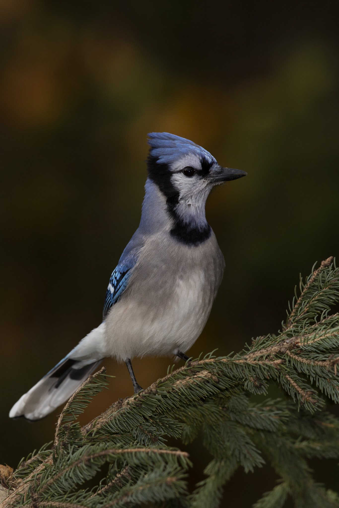 Canon EOS 5DS R sample photo. Blue jay photography