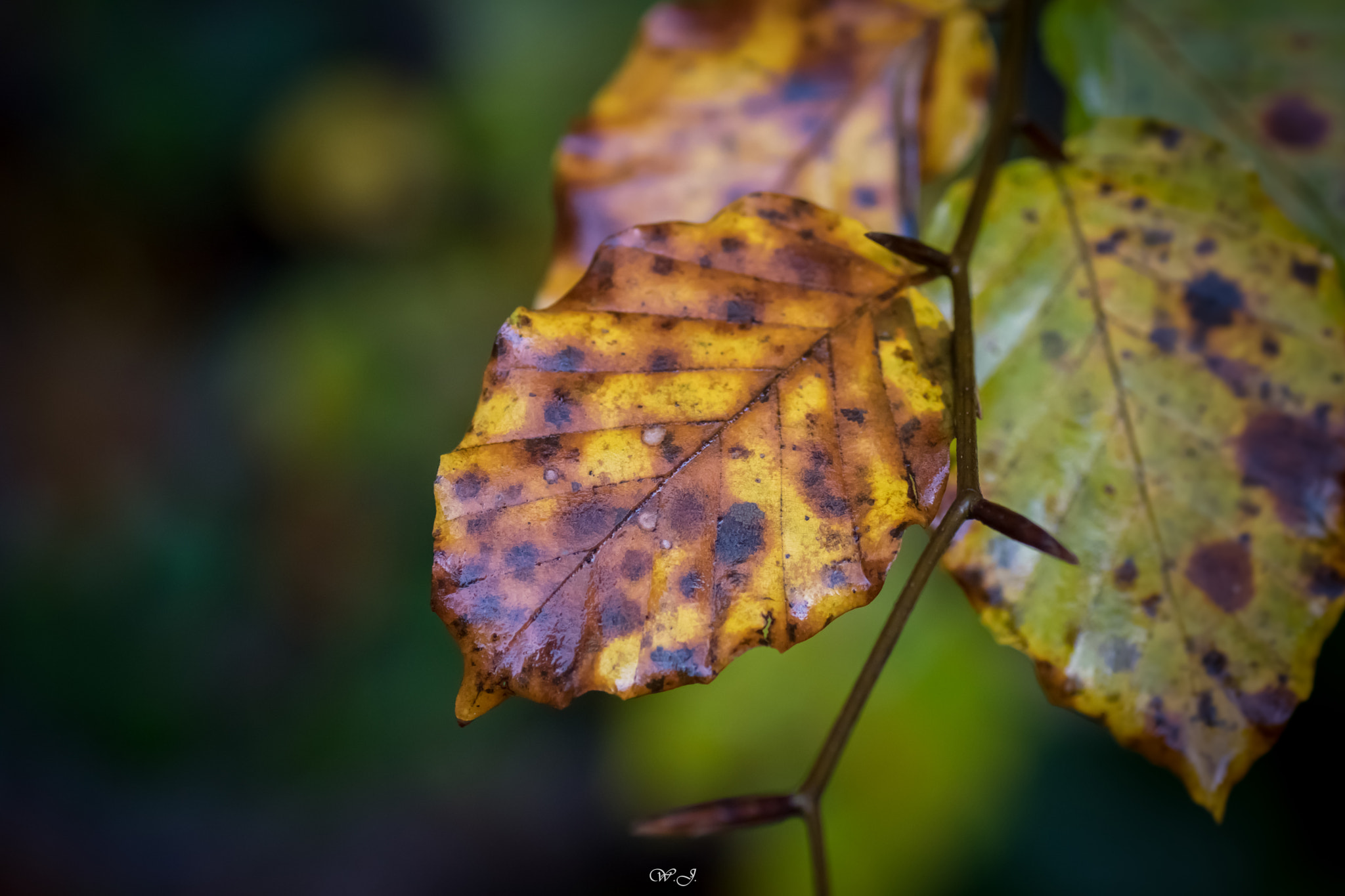 Sony ILCA-77M2 + Tamron SP AF 90mm F2.8 Di Macro sample photo. Leaf photography