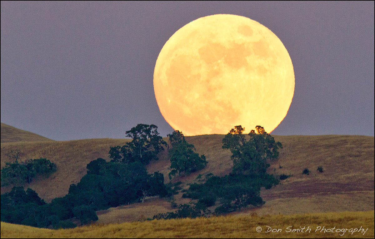 Canon EOS-1D Mark IV + Canon EF 400mm F2.8L IS USM sample photo. Strawberry moon photography