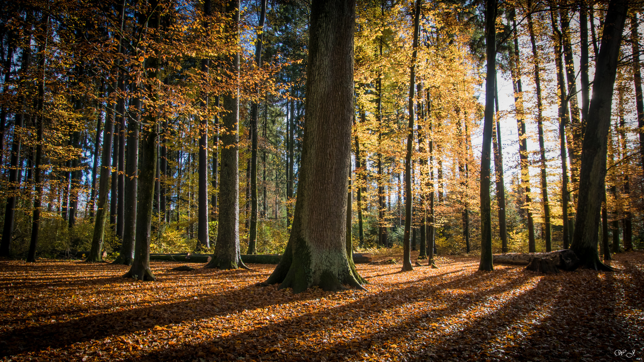 Sony ILCA-77M2 sample photo. Golden forest photography