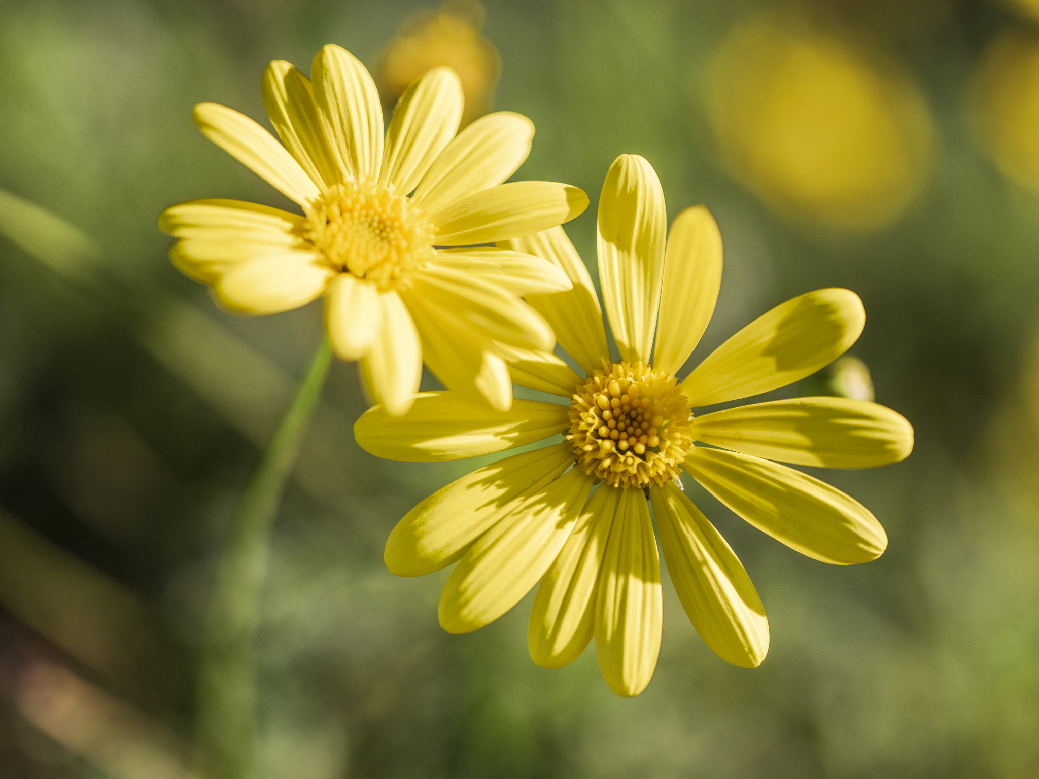 Pentax 645Z + HD Pentax D FA 645 Macro 90mm F2.8 ED AW SR sample photo. Flowers photography