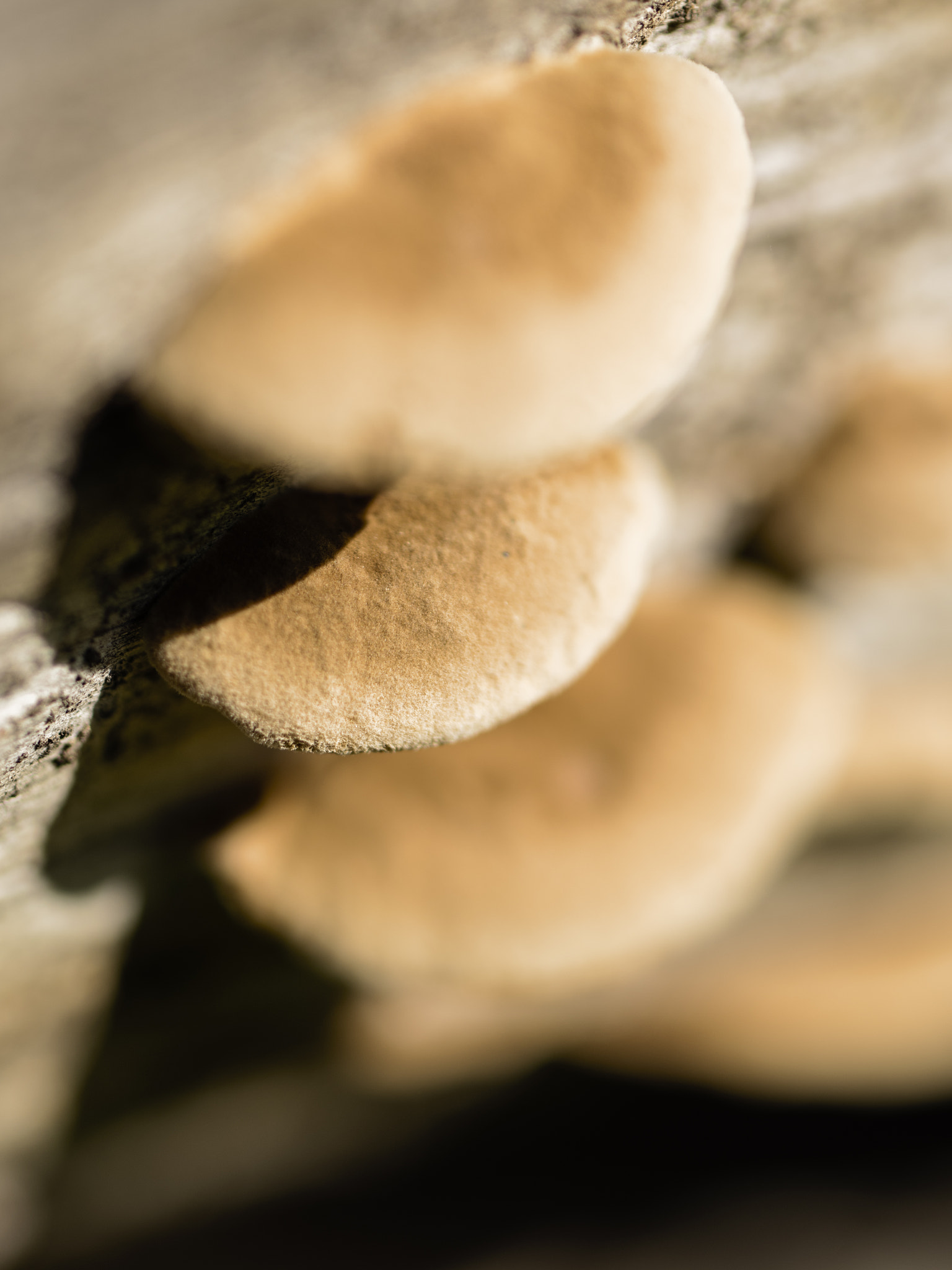 Pentax 645Z + HD Pentax D FA 645 Macro 90mm F2.8 ED AW SR sample photo. Mushrooms photography