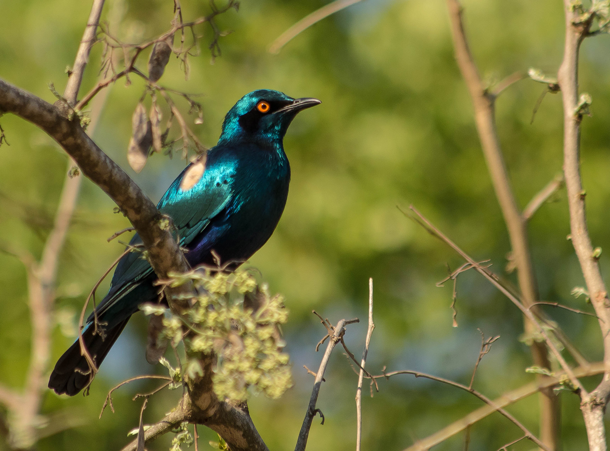 Canon EF 70-300mm F4-5.6 IS USM sample photo. Cape starling photography
