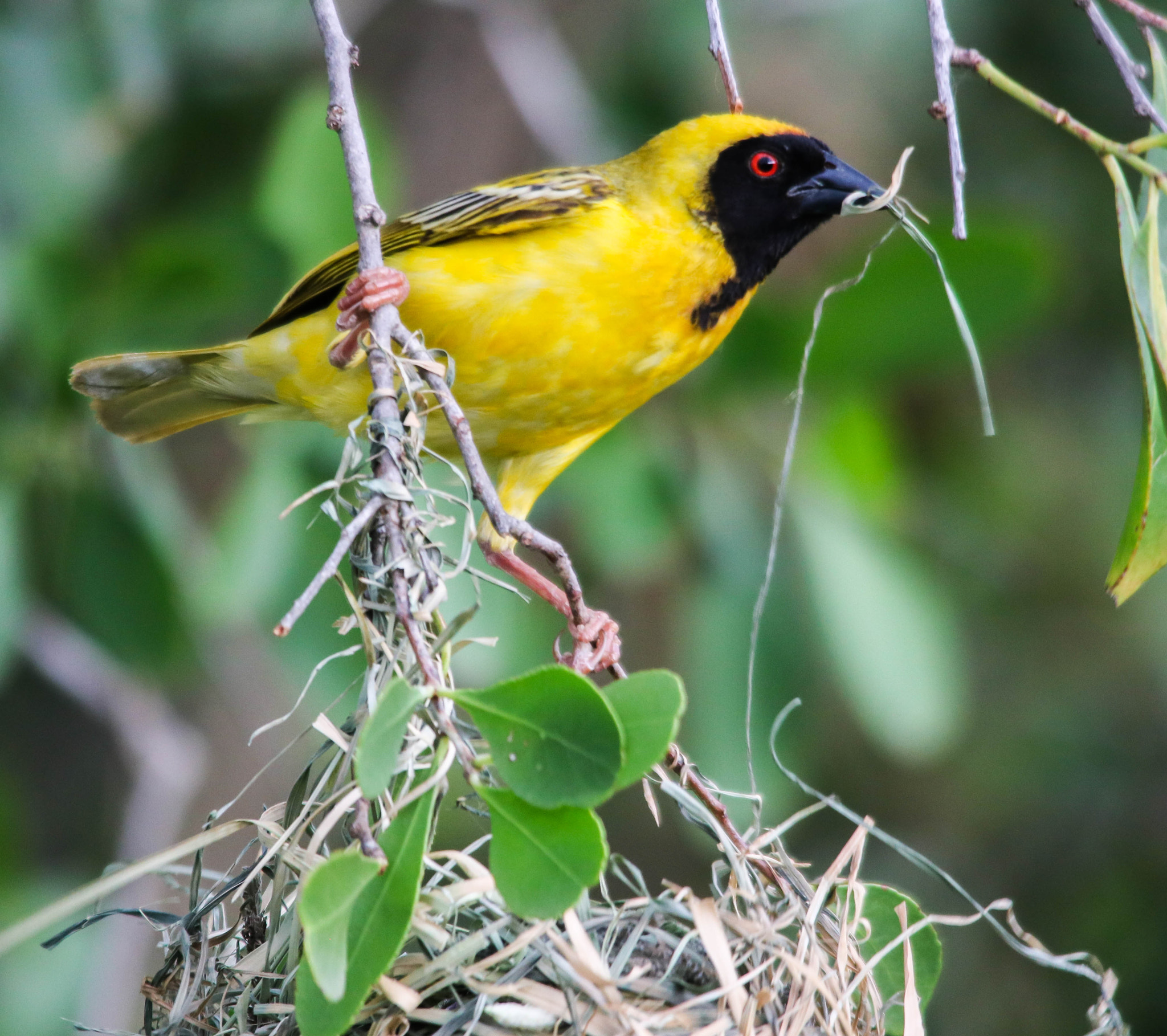 Sigma 150-500mm F5-6.3 DG OS HSM sample photo. Southern masked weaver photography