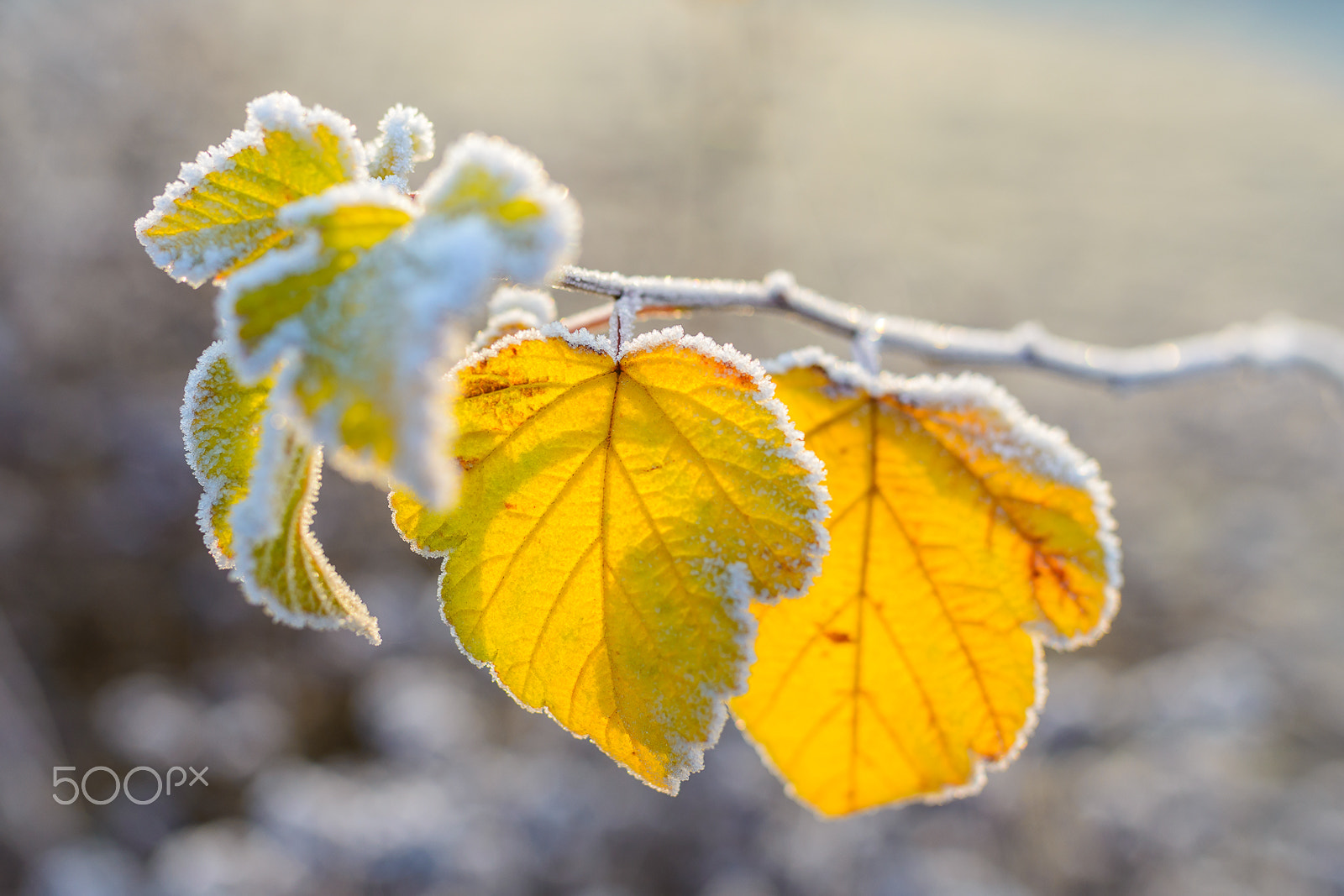 Nikon D800E + Sigma 35mm F1.4 DG HSM Art sample photo. Frozen autumn leaves photography