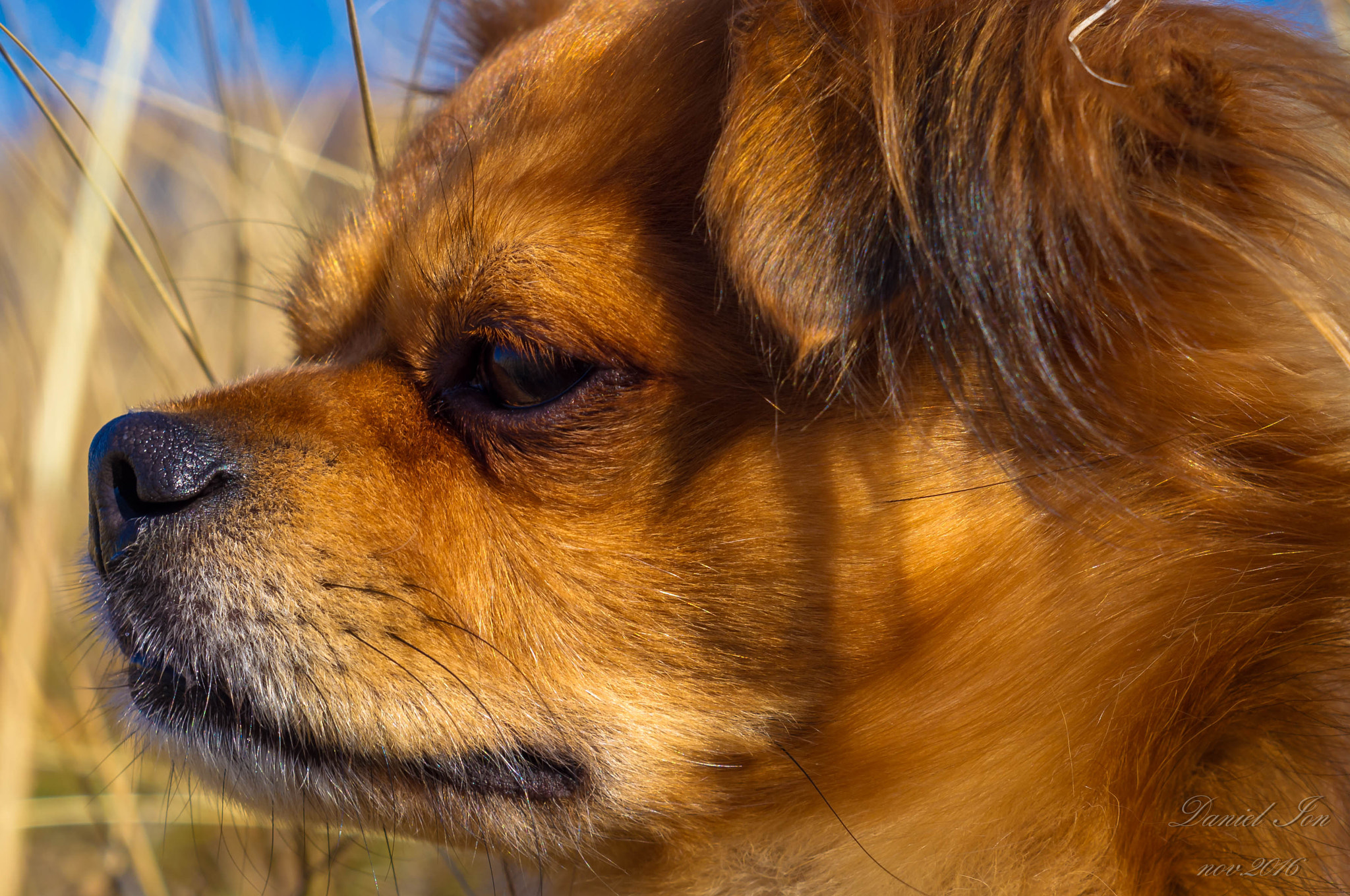 Pentax K-x + A Series Lens sample photo. My dog photography