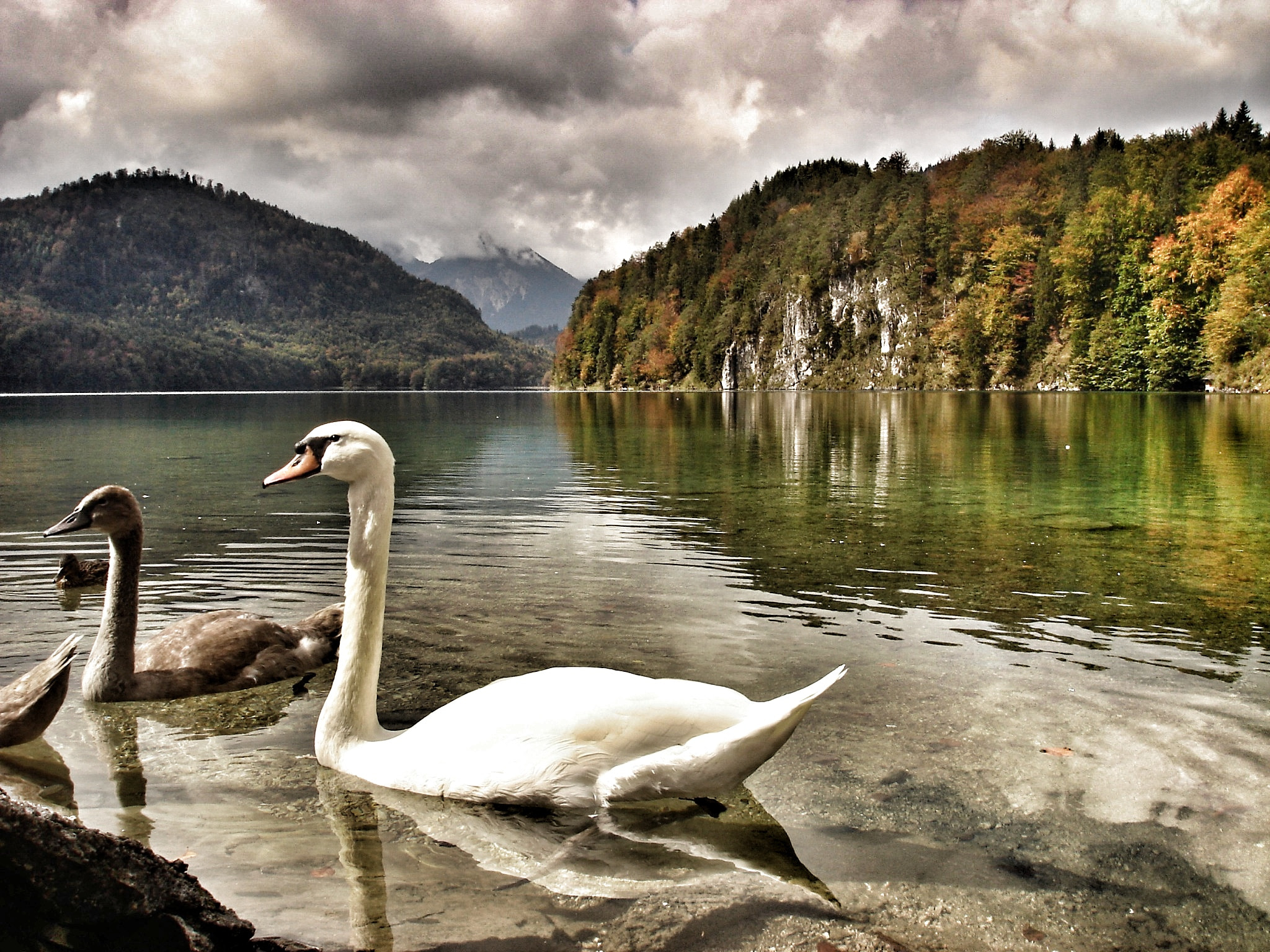 Sony DSC-W5 sample photo. Swan lake #germany #füssen photography