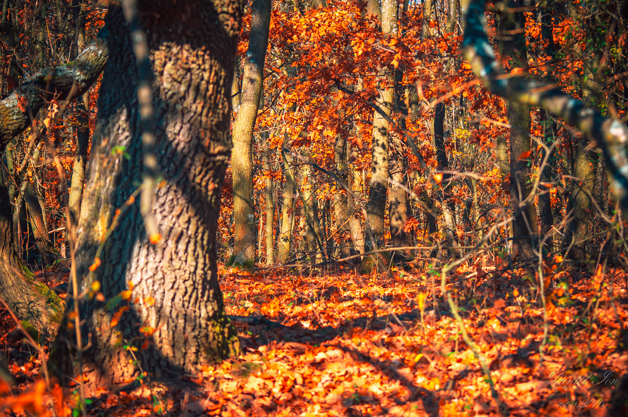 Pentax K-x sample photo. Forest photography