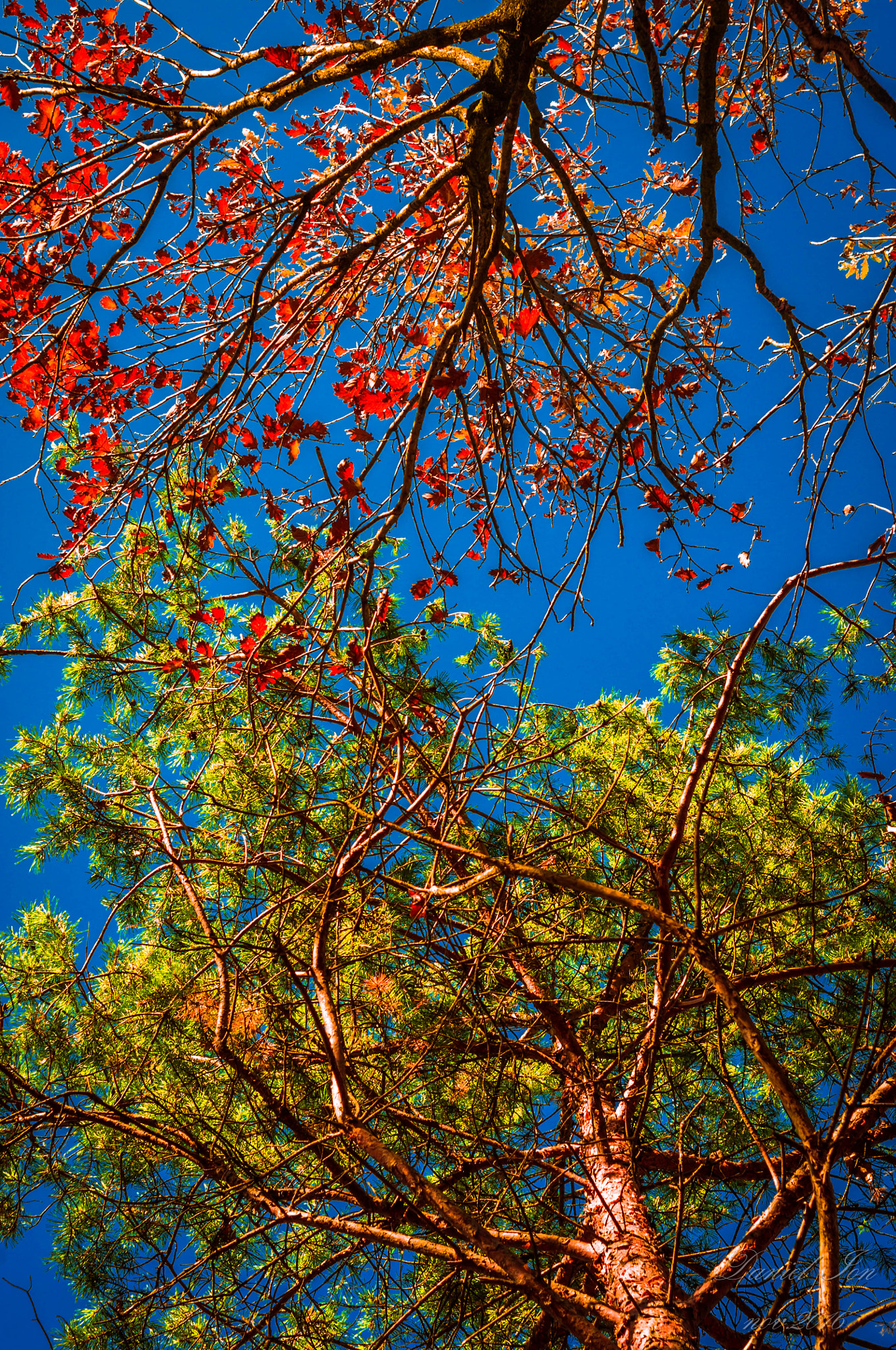Pentax K-x sample photo. Tree photography