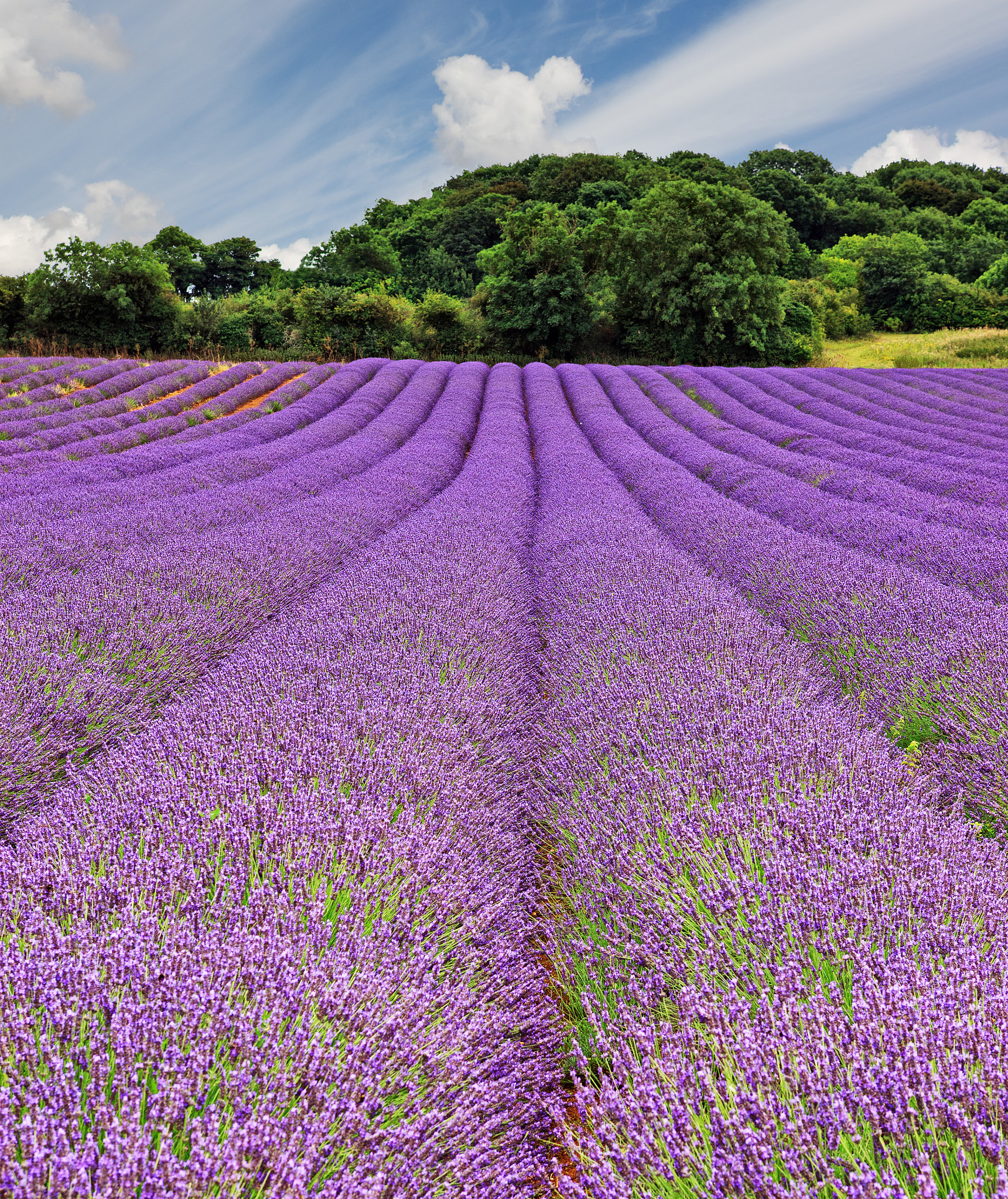 Canon EOS-1Ds Mark III + Canon EF 24-70mm F2.8L USM sample photo. Lavender field photography