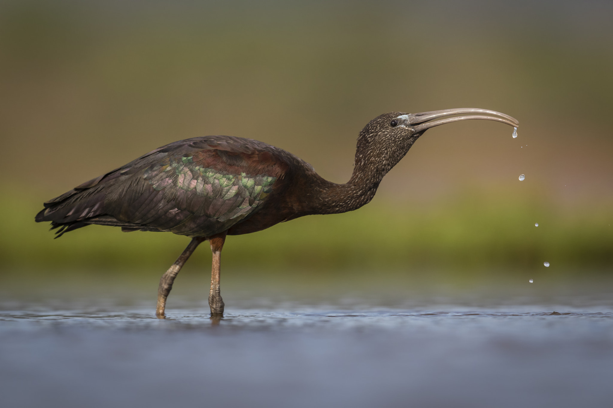 Canon EF 500mm F4L IS II USM sample photo. Glossy ibis photography