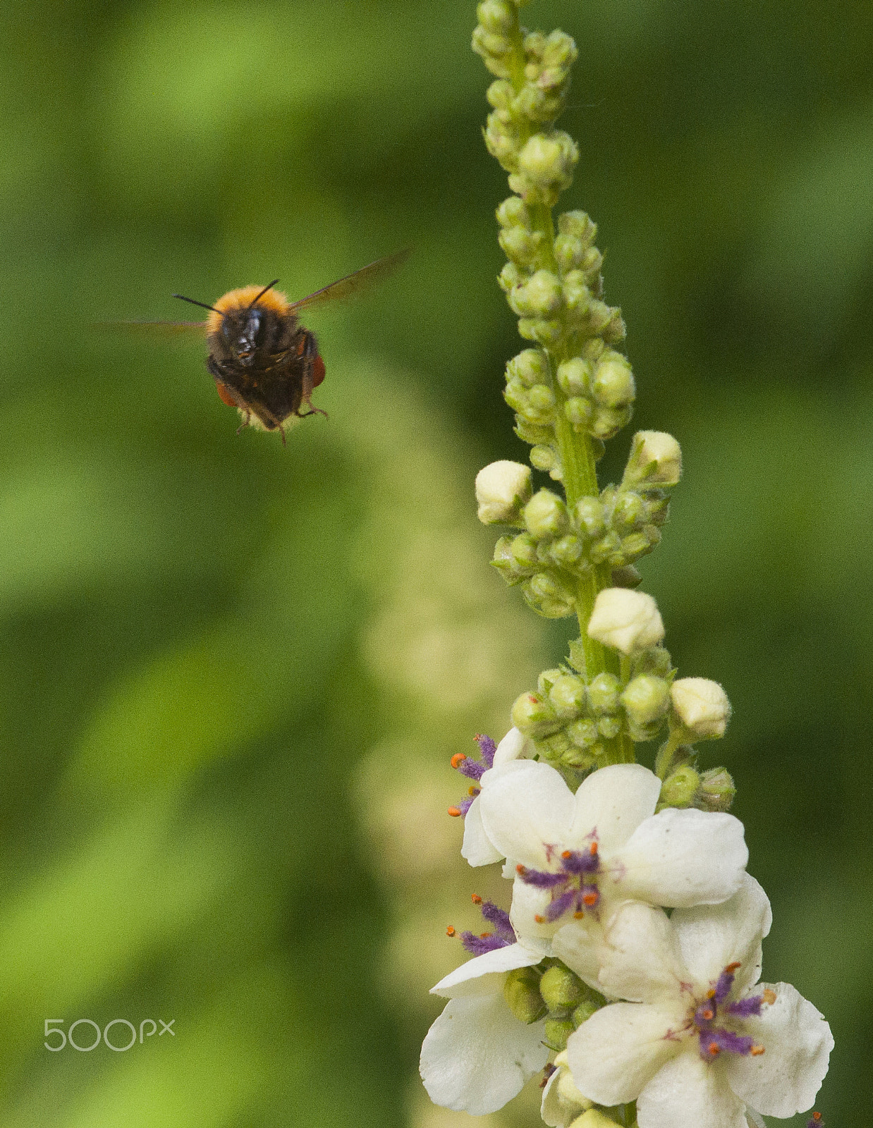 Sigma 105mm F2.8 EX DG Macro sample photo. Smiling bee photography