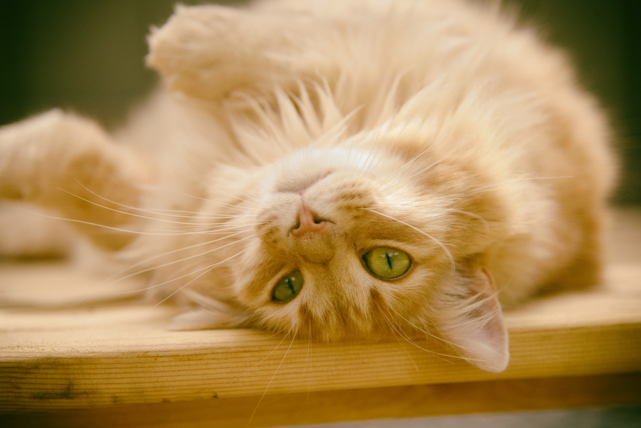 Nikon AF-S Nikkor 500mm F4E FL ED VR sample photo. Happy kitty photography