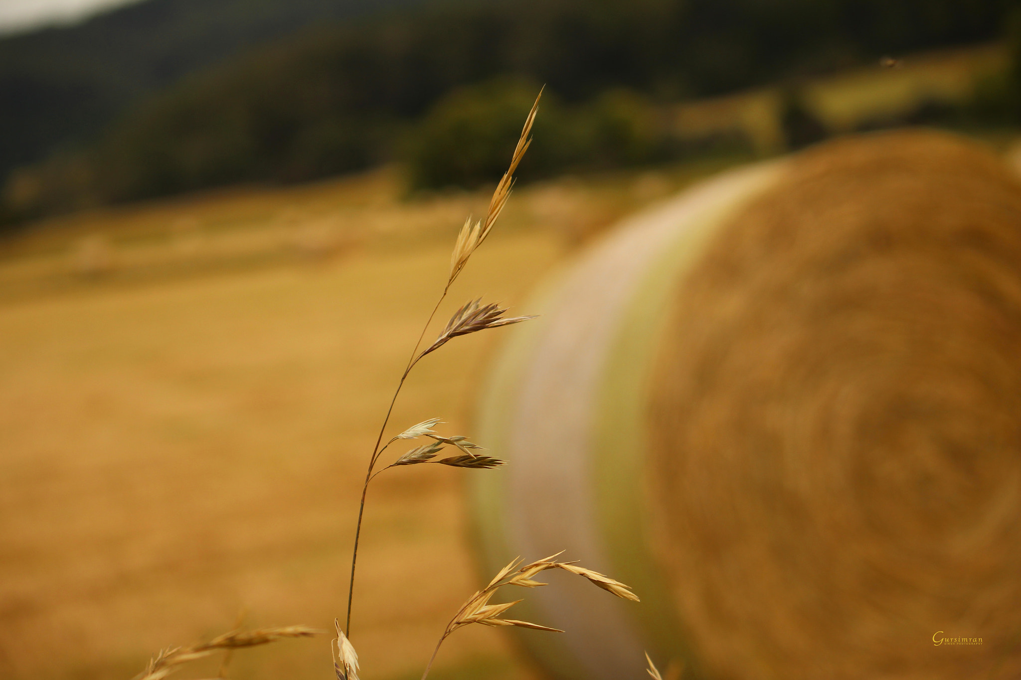 Canon EF-S 55-250mm F4-5.6 IS sample photo. Hay.jpg photography