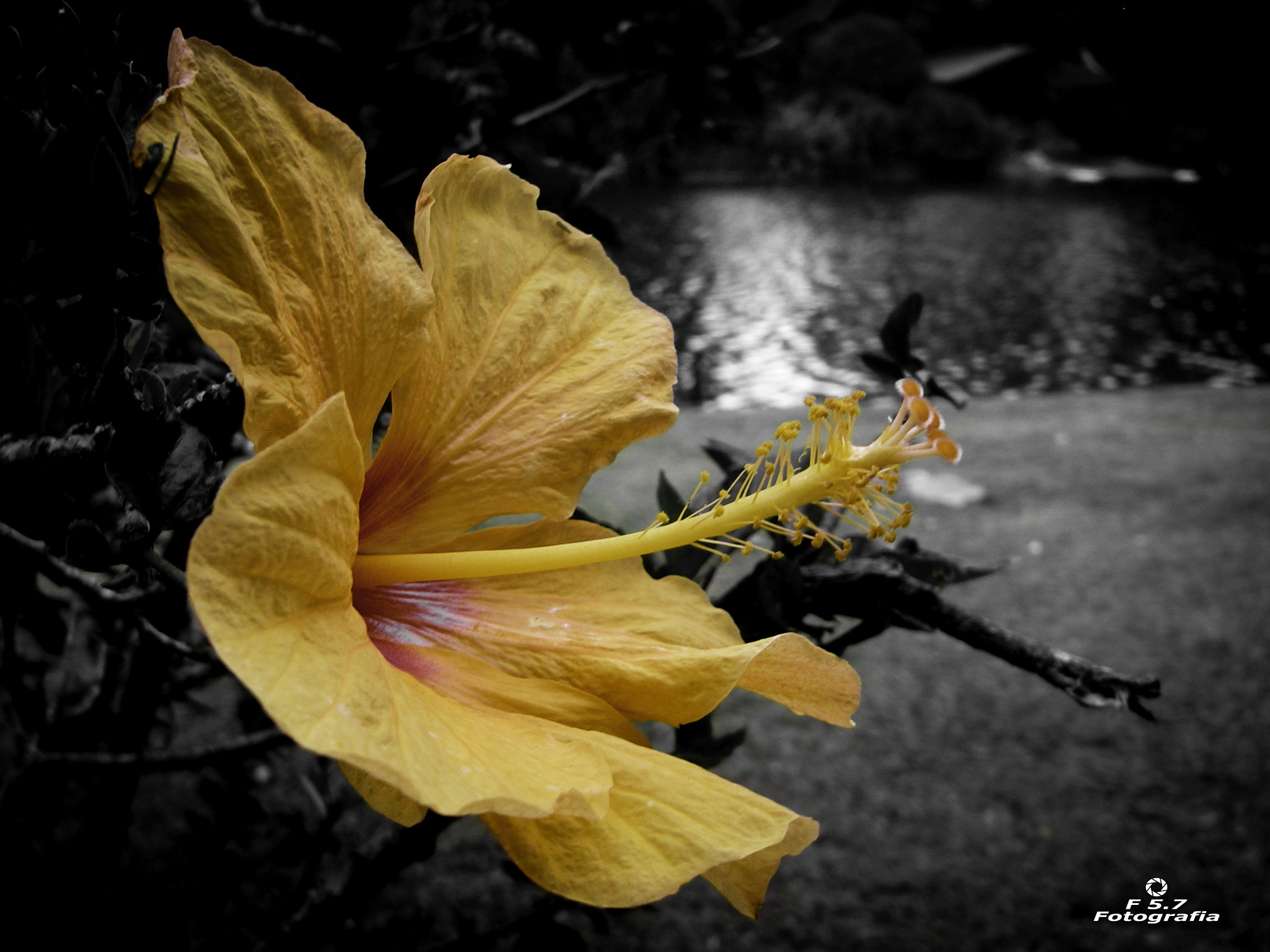Pentax OPTIO W10 sample photo. Orange hibiscus - ibirapuera park - são paulo - brasil photography