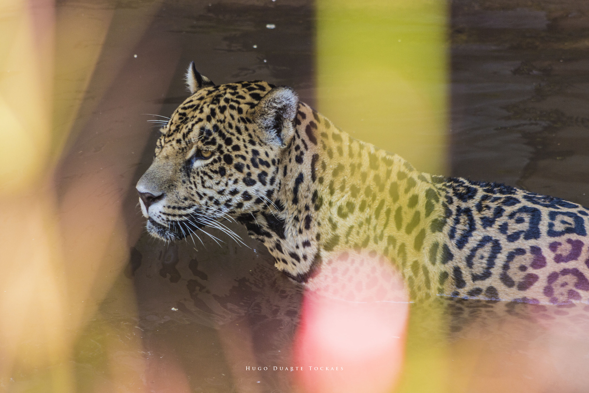 Canon EOS 650D (EOS Rebel T4i / EOS Kiss X6i) + EF75-300mm f/4-5.6 sample photo. Soberana photography