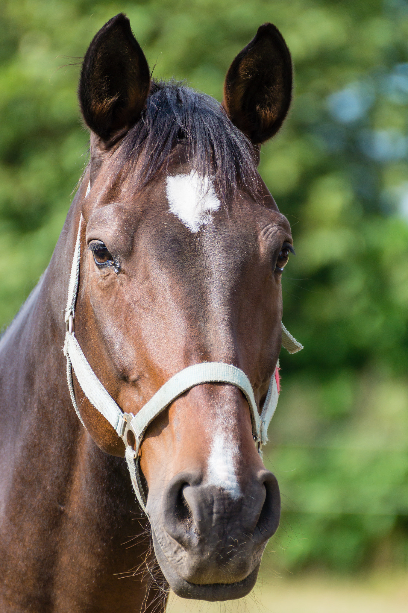 Tamron SP 70-300mm F4-5.6 Di USD sample photo. Horse photography