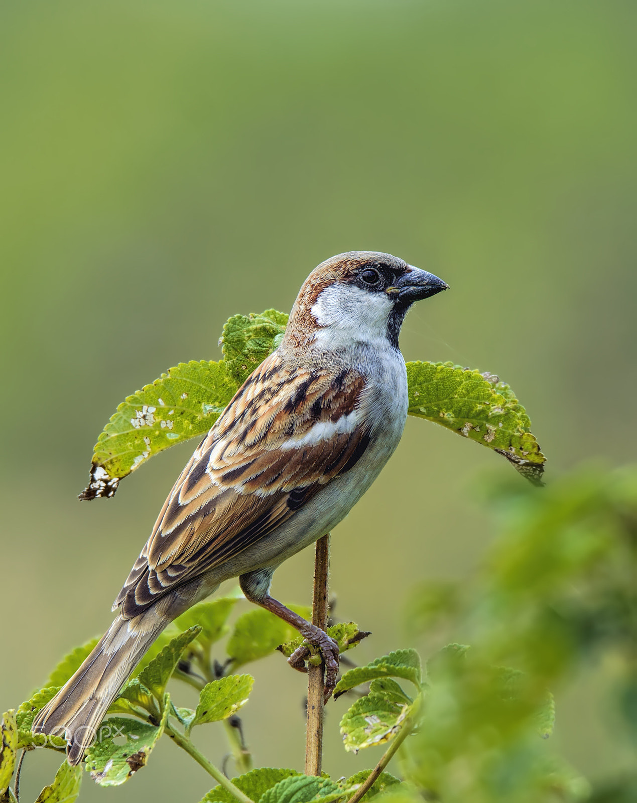 Nikon D3200 sample photo. Sparrow photography