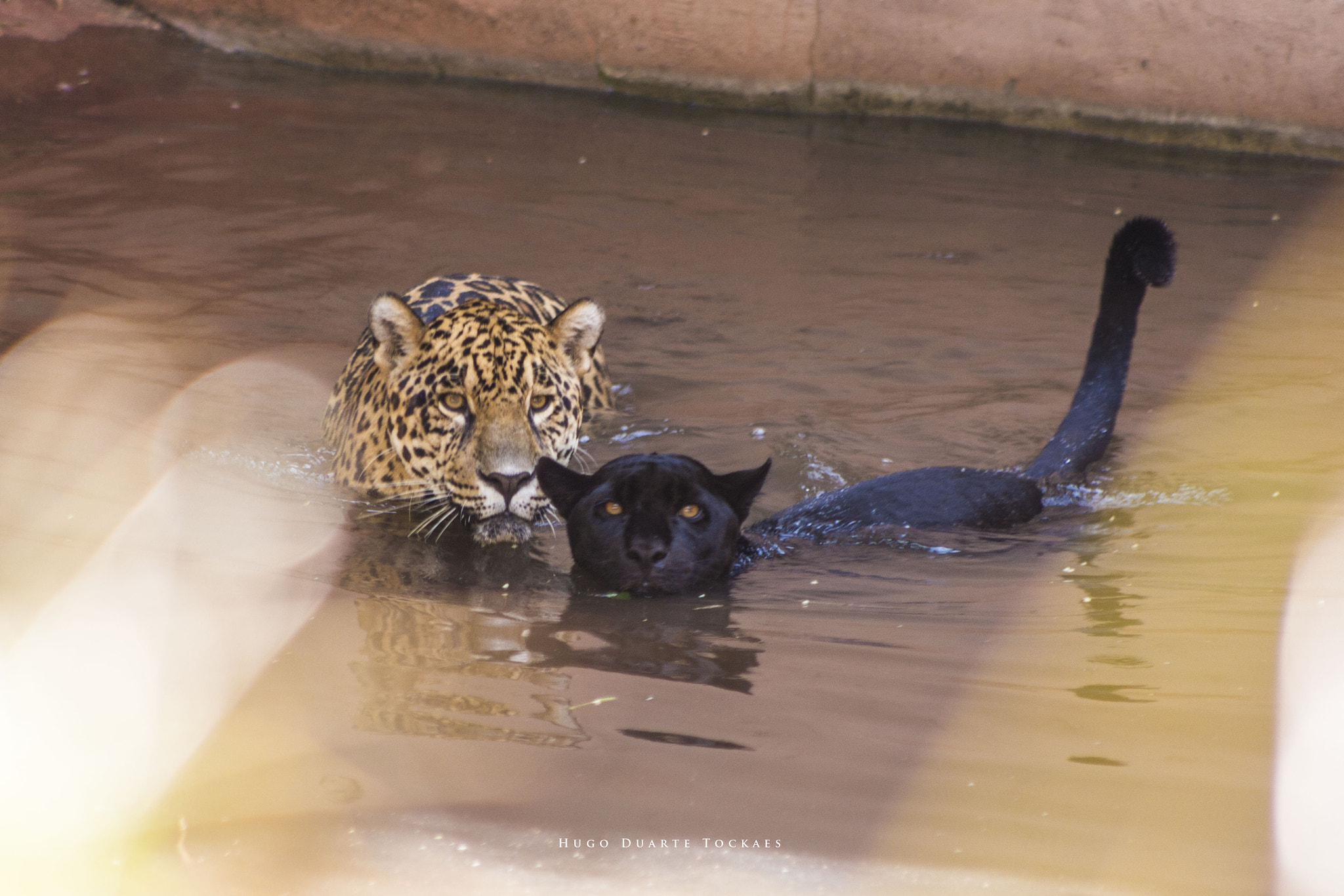 Canon EOS 650D (EOS Rebel T4i / EOS Kiss X6i) + EF75-300mm f/4-5.6 sample photo. Joias da natureza photography