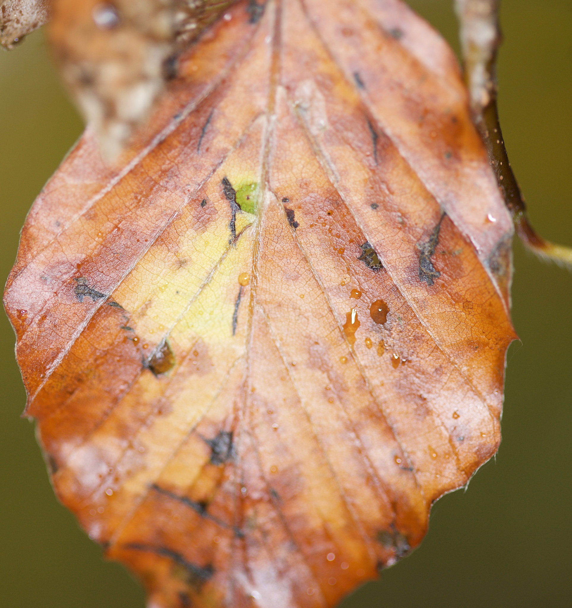 Canon EOS-1Ds Mark III sample photo. Macro_shots photography
