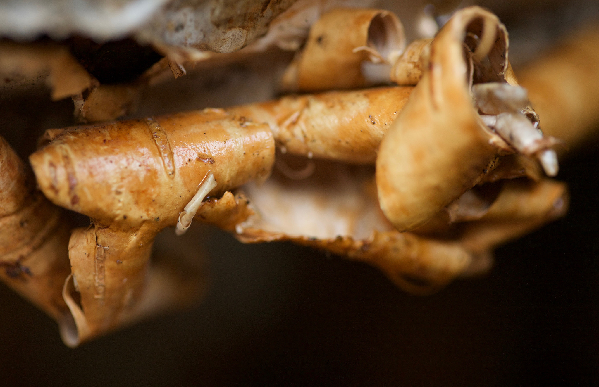 Canon EOS-1Ds Mark III sample photo. Macro_shots photography