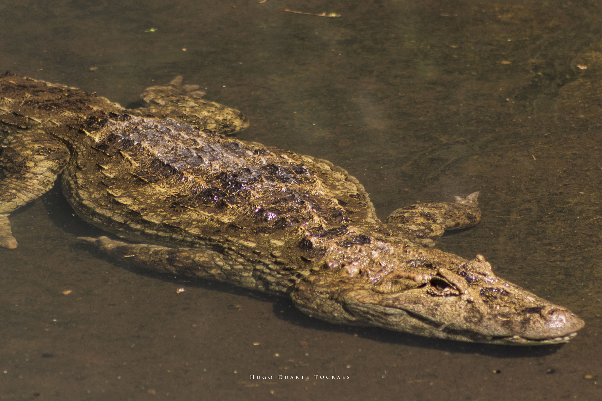 Canon EOS 650D (EOS Rebel T4i / EOS Kiss X6i) + EF75-300mm f/4-5.6 sample photo. O observado photography