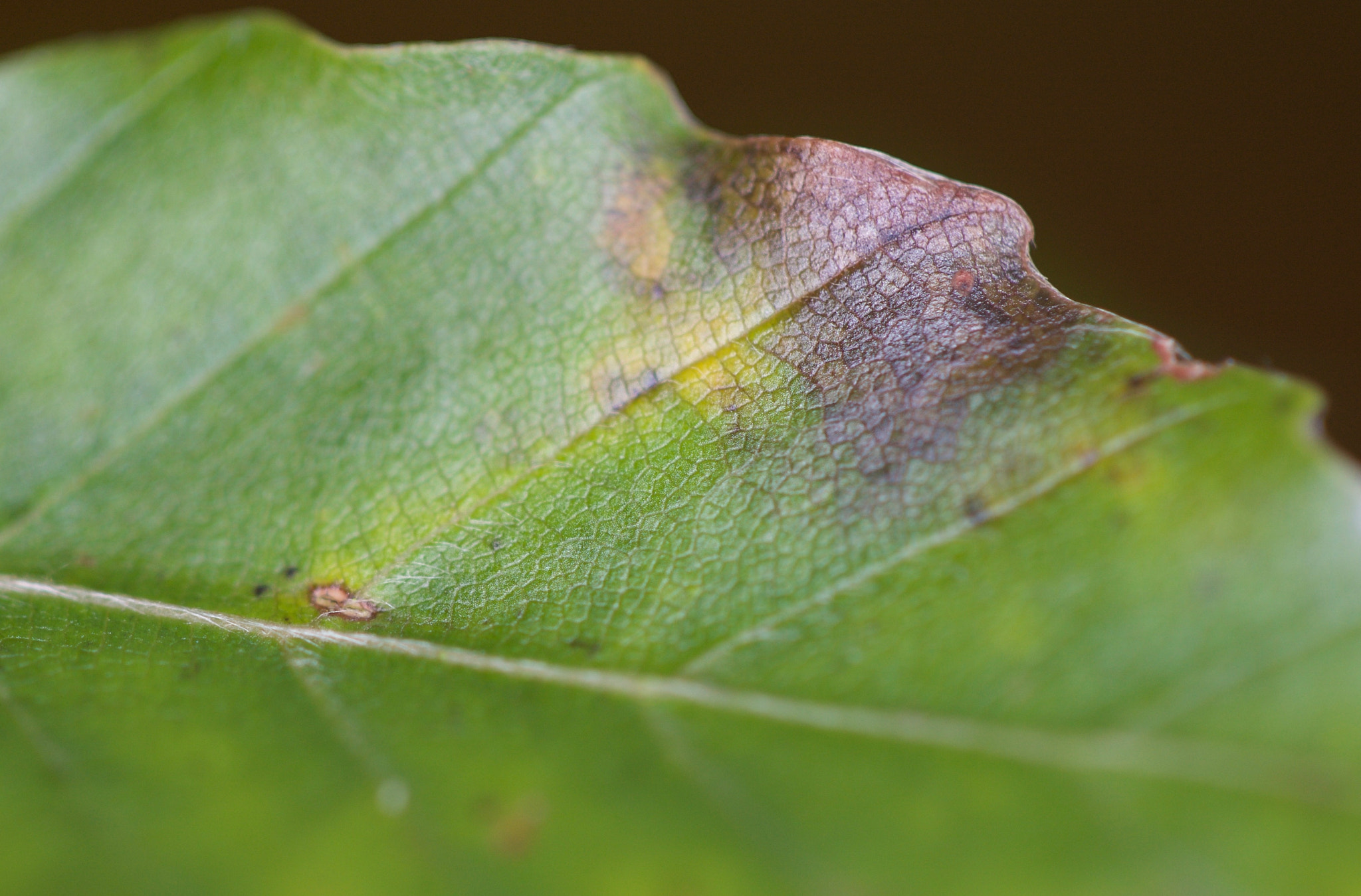 Canon EOS-1Ds Mark III sample photo. Macro_shots photography