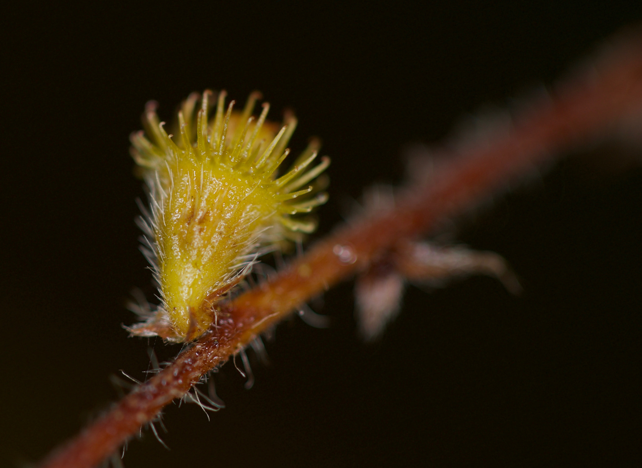 Canon EOS-1Ds Mark III sample photo. Macro_shots photography