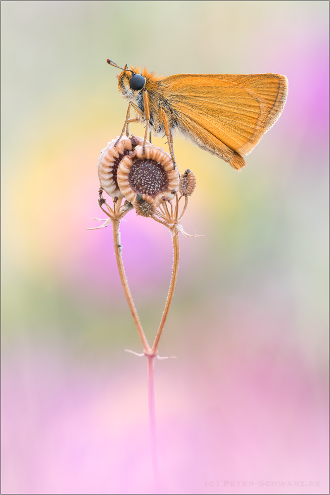 Sigma 150mm f/2.8 EX DG OS HSM APO Macro sample photo. Thymelicus sylvestris photography
