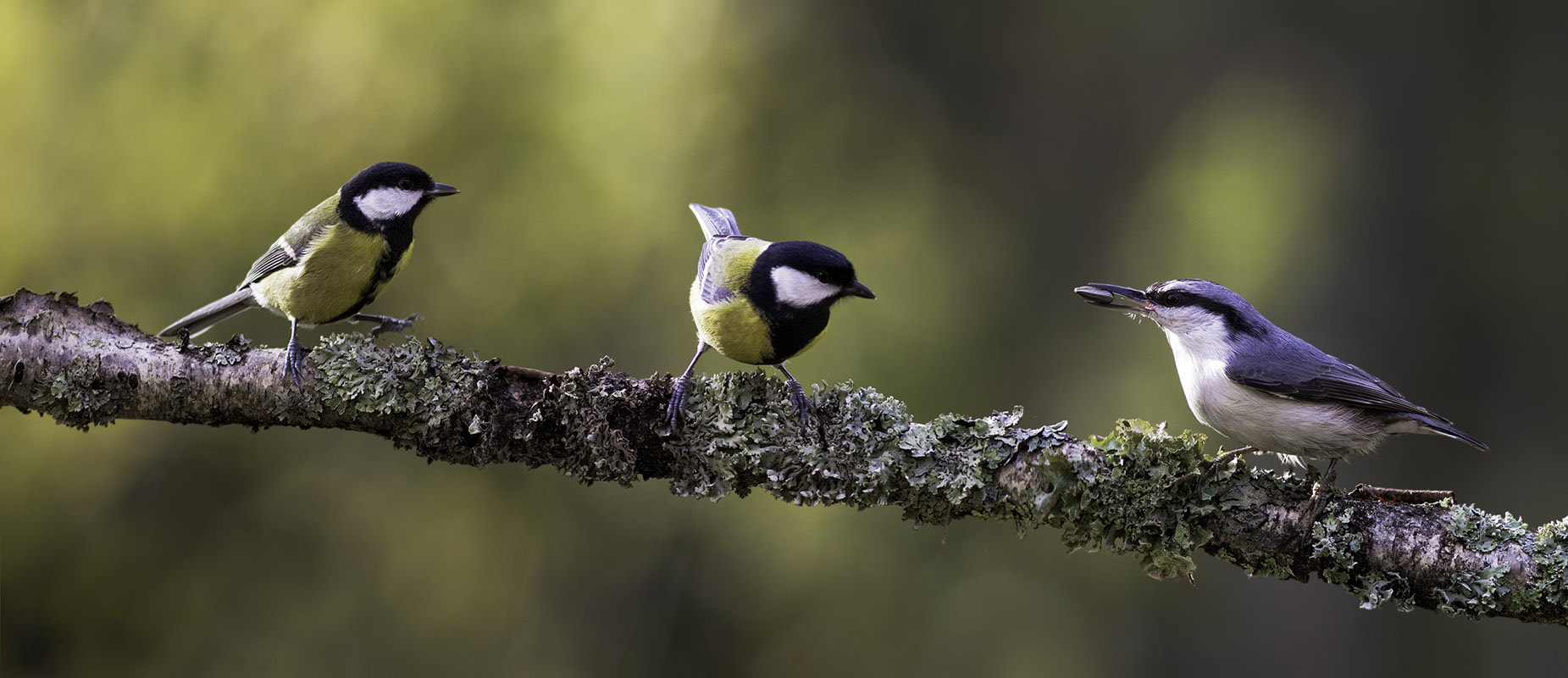 Canon EOS 7D + Canon EF 300mm F4L IS USM sample photo. Очередь за семечками photography