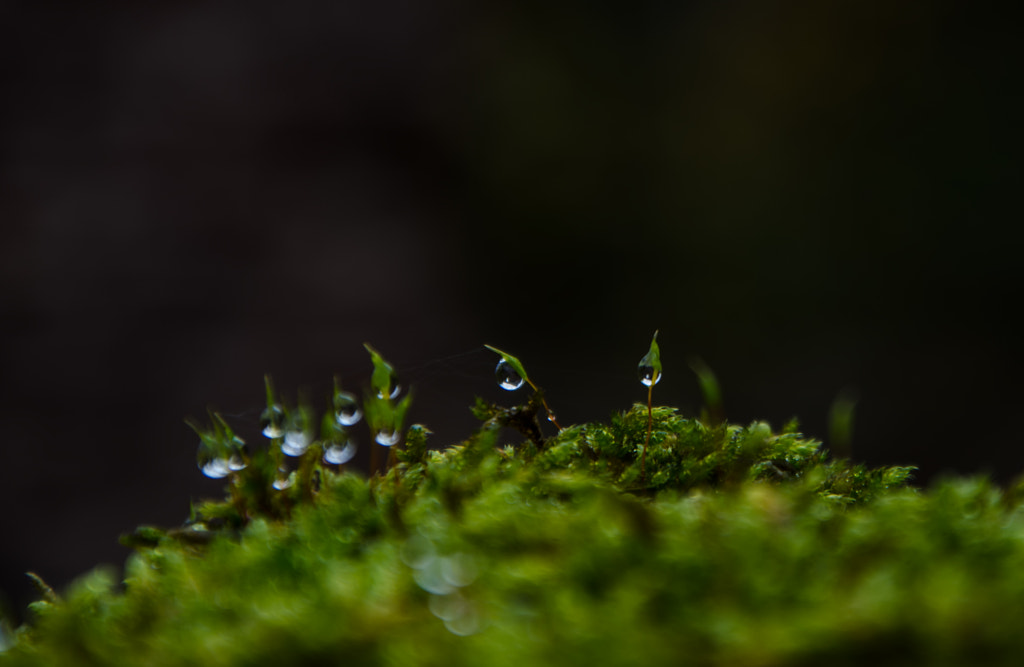 pearls by dirk derbaum on 500px.com