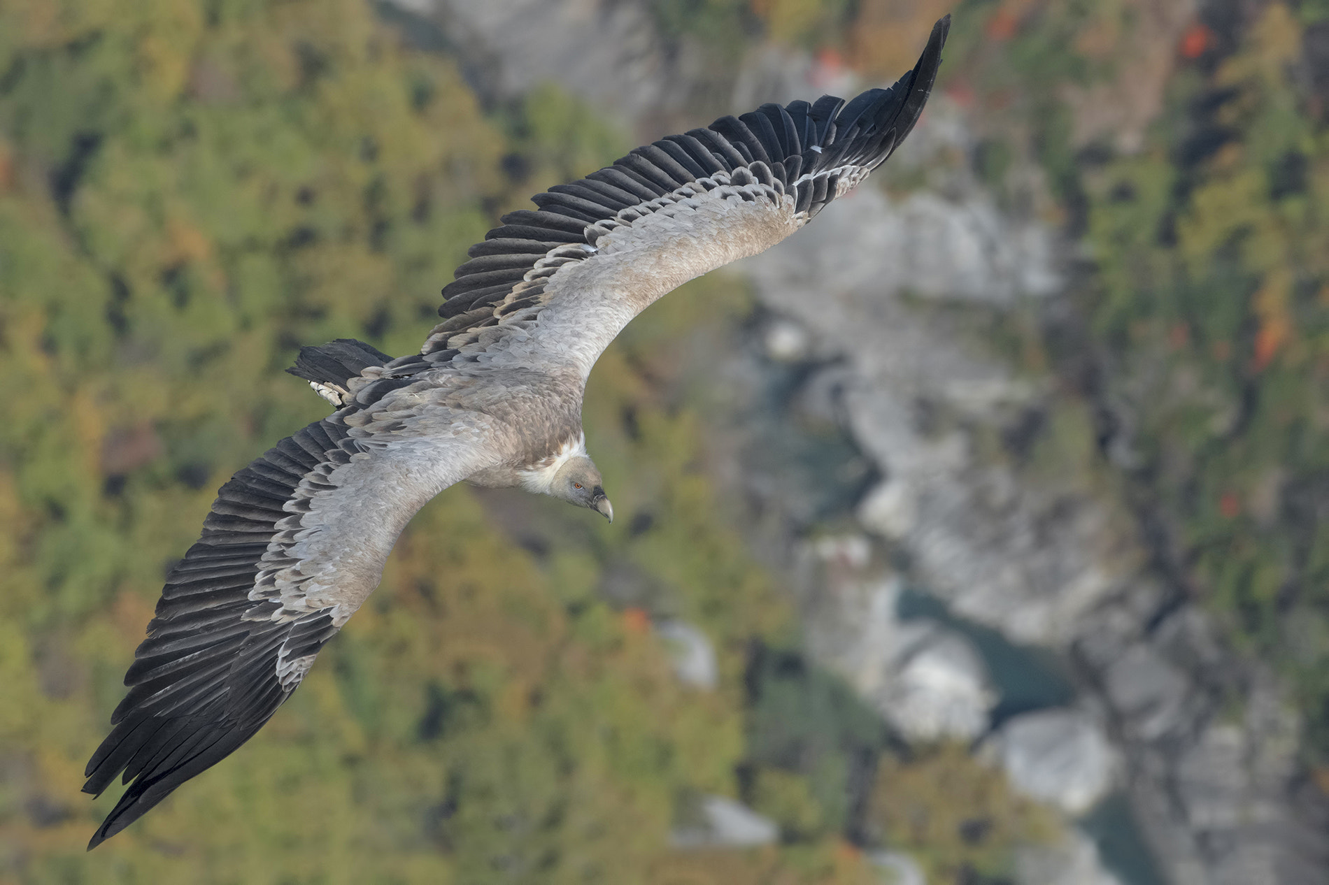 Nikon D500 sample photo. Griffon vulture- grifone photography