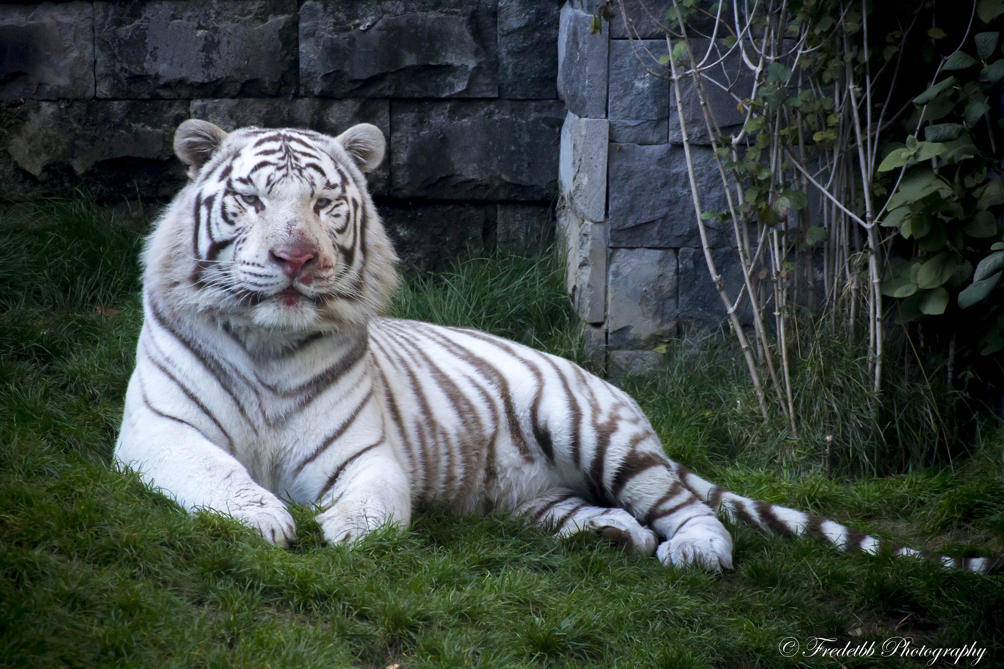 Canon EOS 600D (Rebel EOS T3i / EOS Kiss X5) sample photo. Pairi daiza 2016 photography