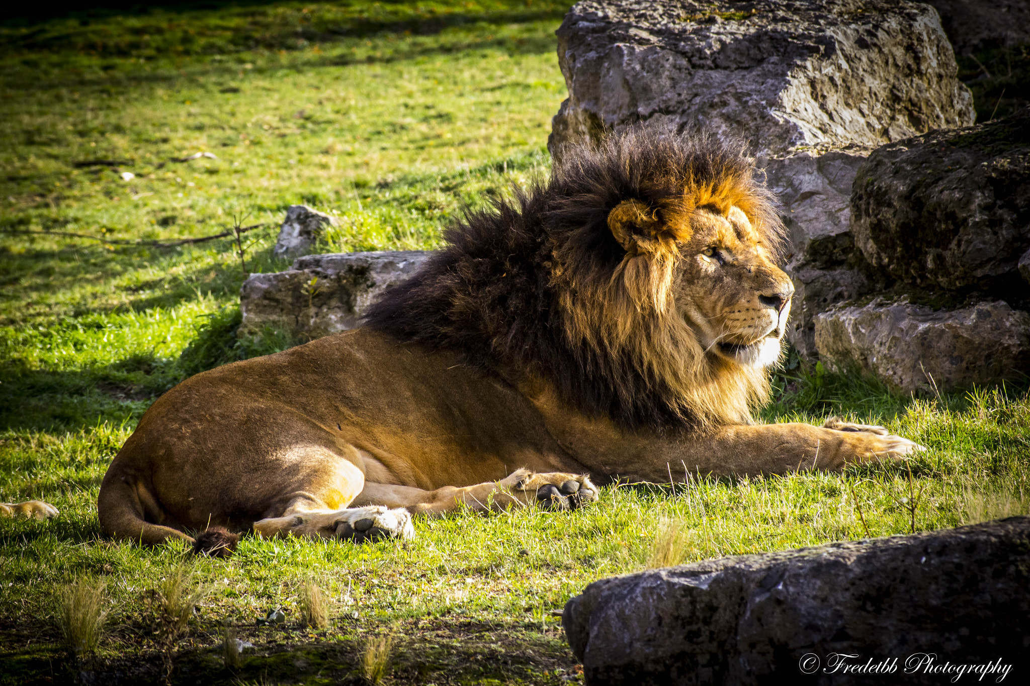 Canon EOS 600D (Rebel EOS T3i / EOS Kiss X5) sample photo. Pairi daiza 2016 photography