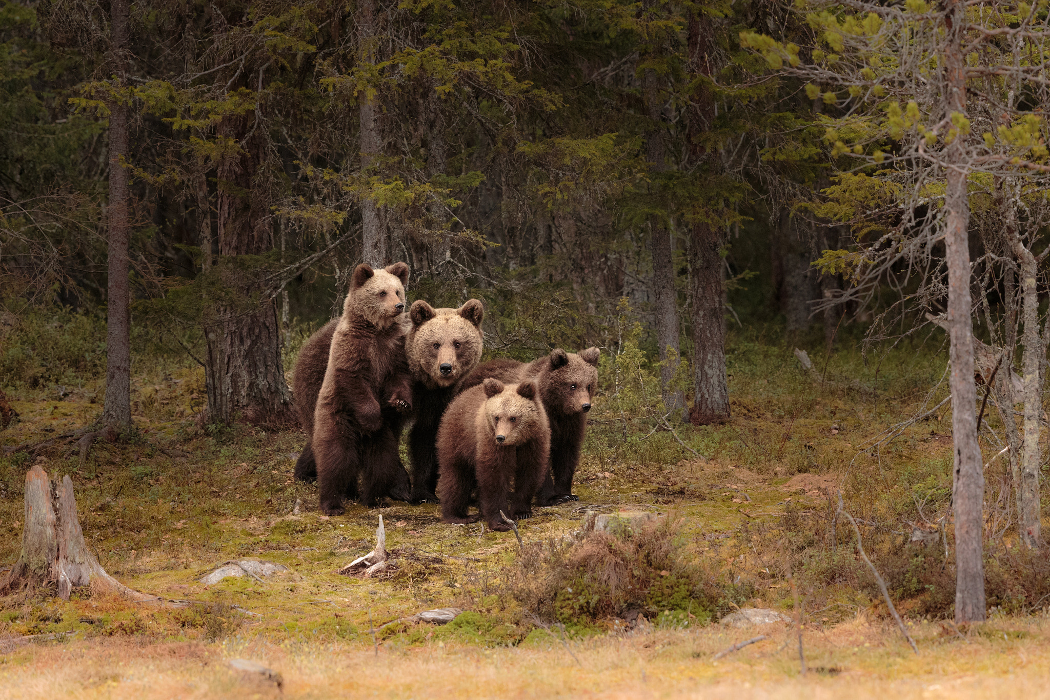 Canon EOS-1D X + Canon EF 500mm F4L IS II USM sample photo. Bear family photography