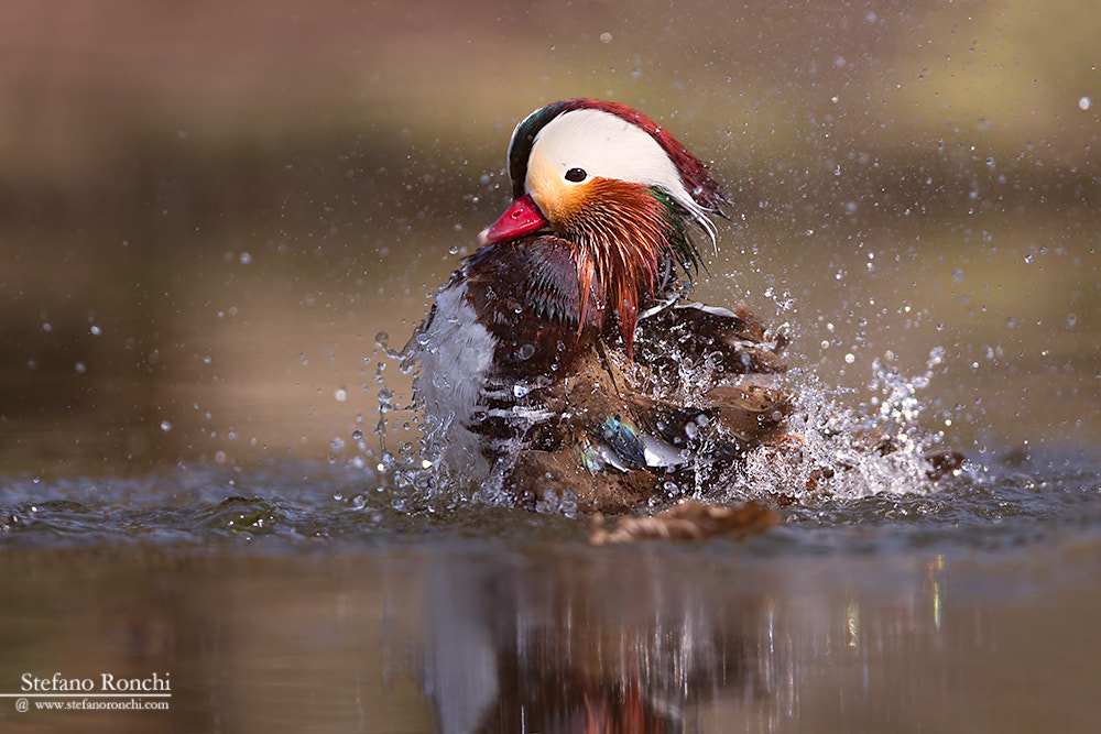 Canon EOS-1D Mark III + Canon EF 300mm F2.8L IS USM sample photo. Play photography